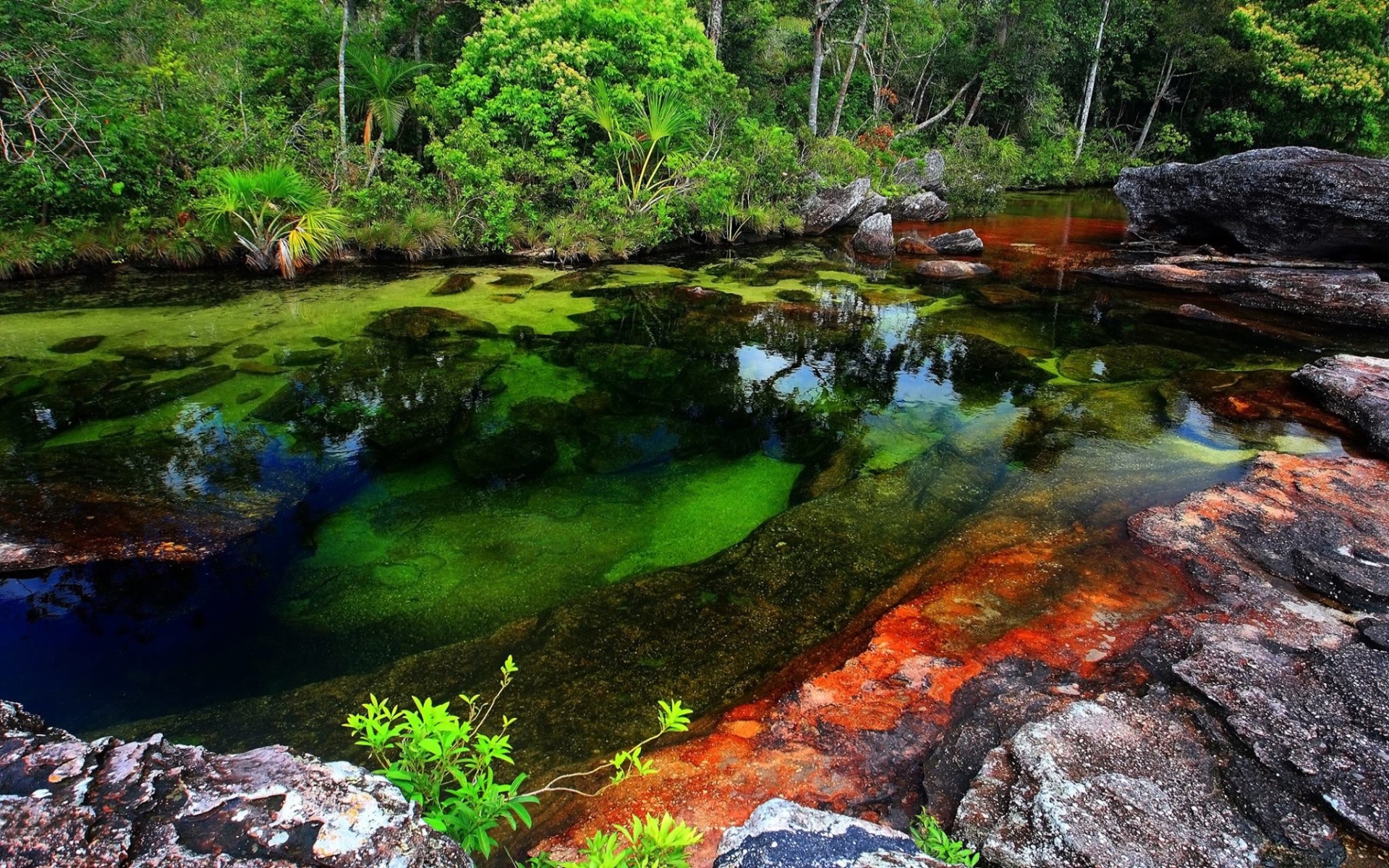 Descargar fondos de escritorio de Caño Cristales HD