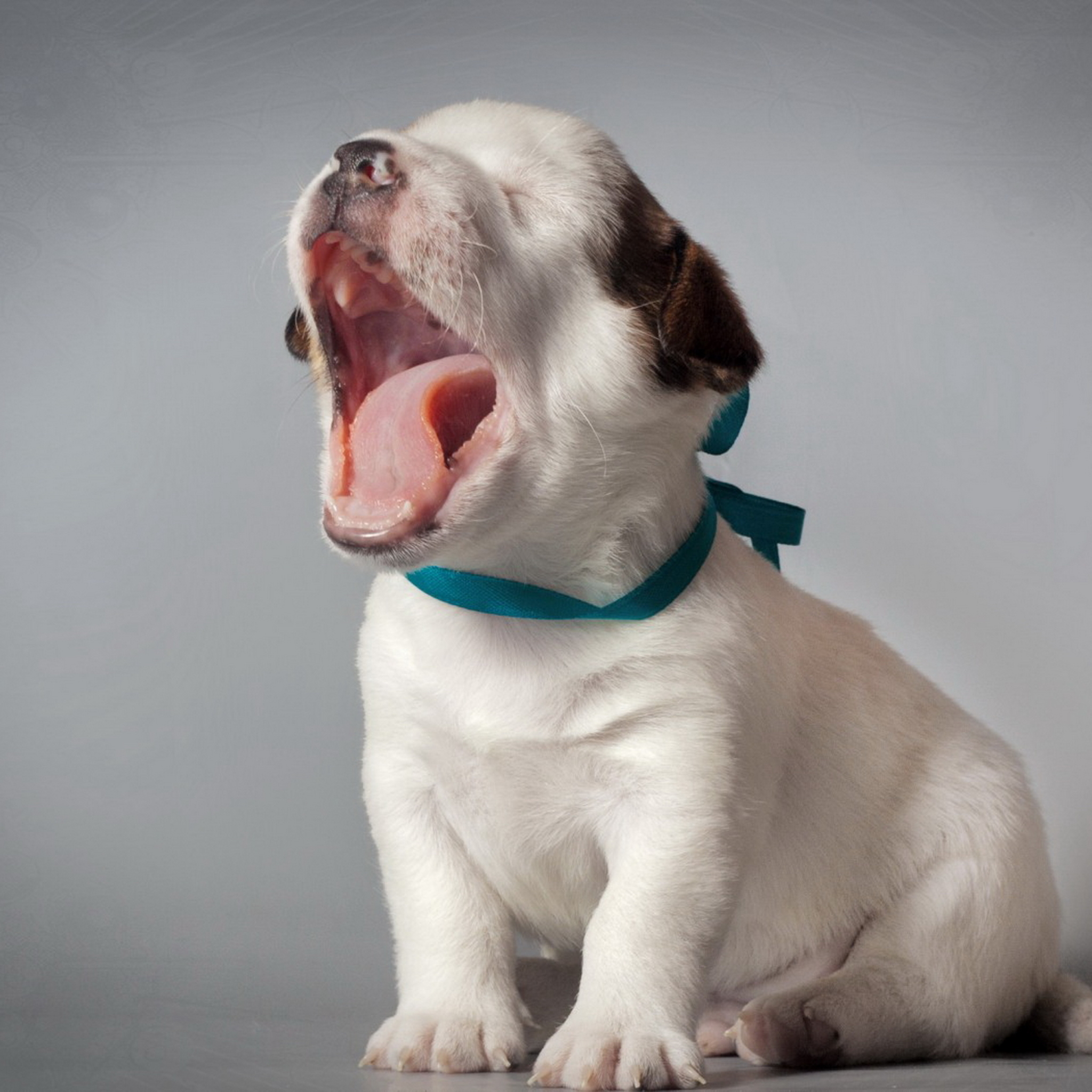 Téléchargez gratuitement l'image Animaux, Chiens, Chien, Chiot sur le bureau de votre PC