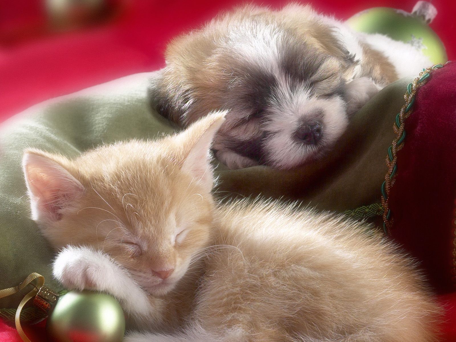 Download mobile wallpaper Kitten, Christmas, Animal, Puppy, Sleeping, Baby Animal, Cat & Dog for free.