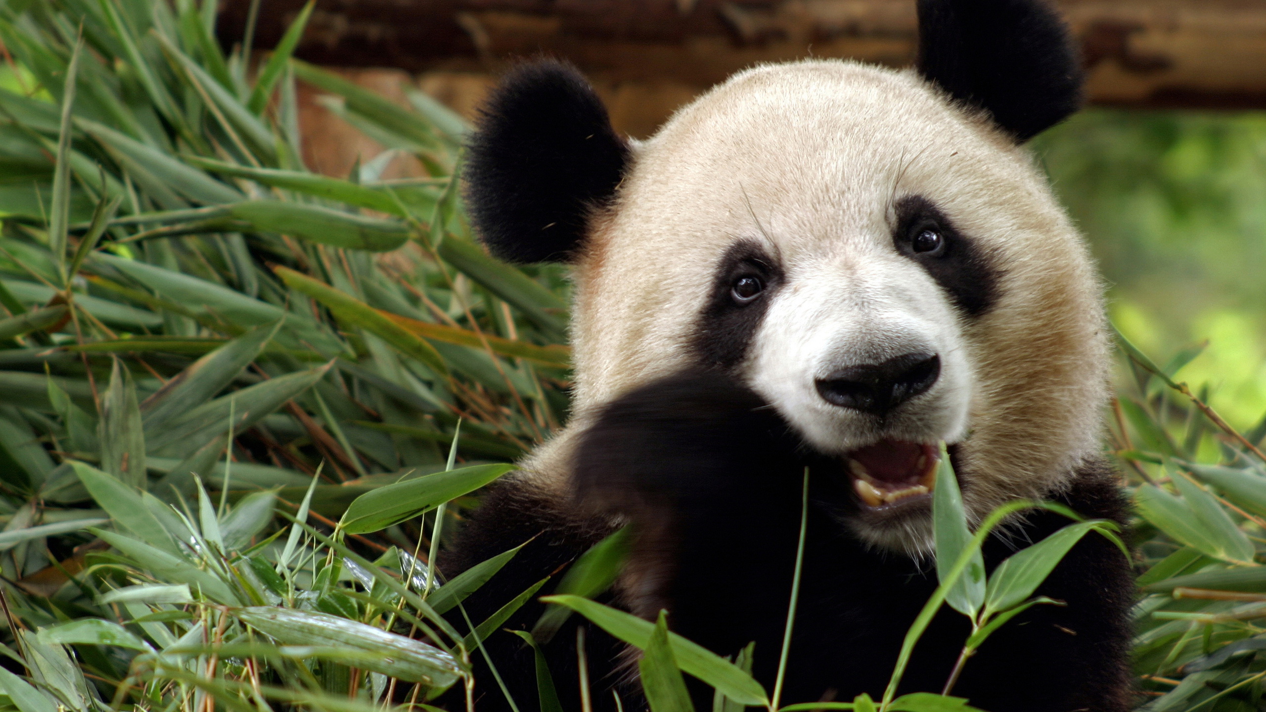 Free download wallpaper Animal, Panda on your PC desktop