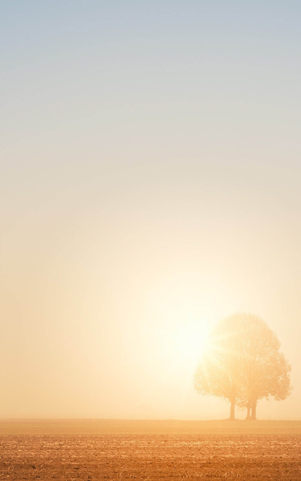 Descarga gratuita de fondo de pantalla para móvil de Naturaleza, Árboles, Cielo, Árbol, Niebla, Tierra/naturaleza.