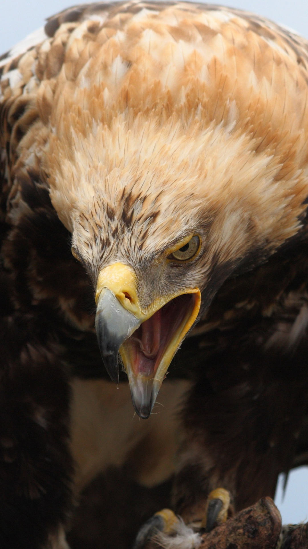 Handy-Wallpaper Tiere, Vögel, Adler kostenlos herunterladen.