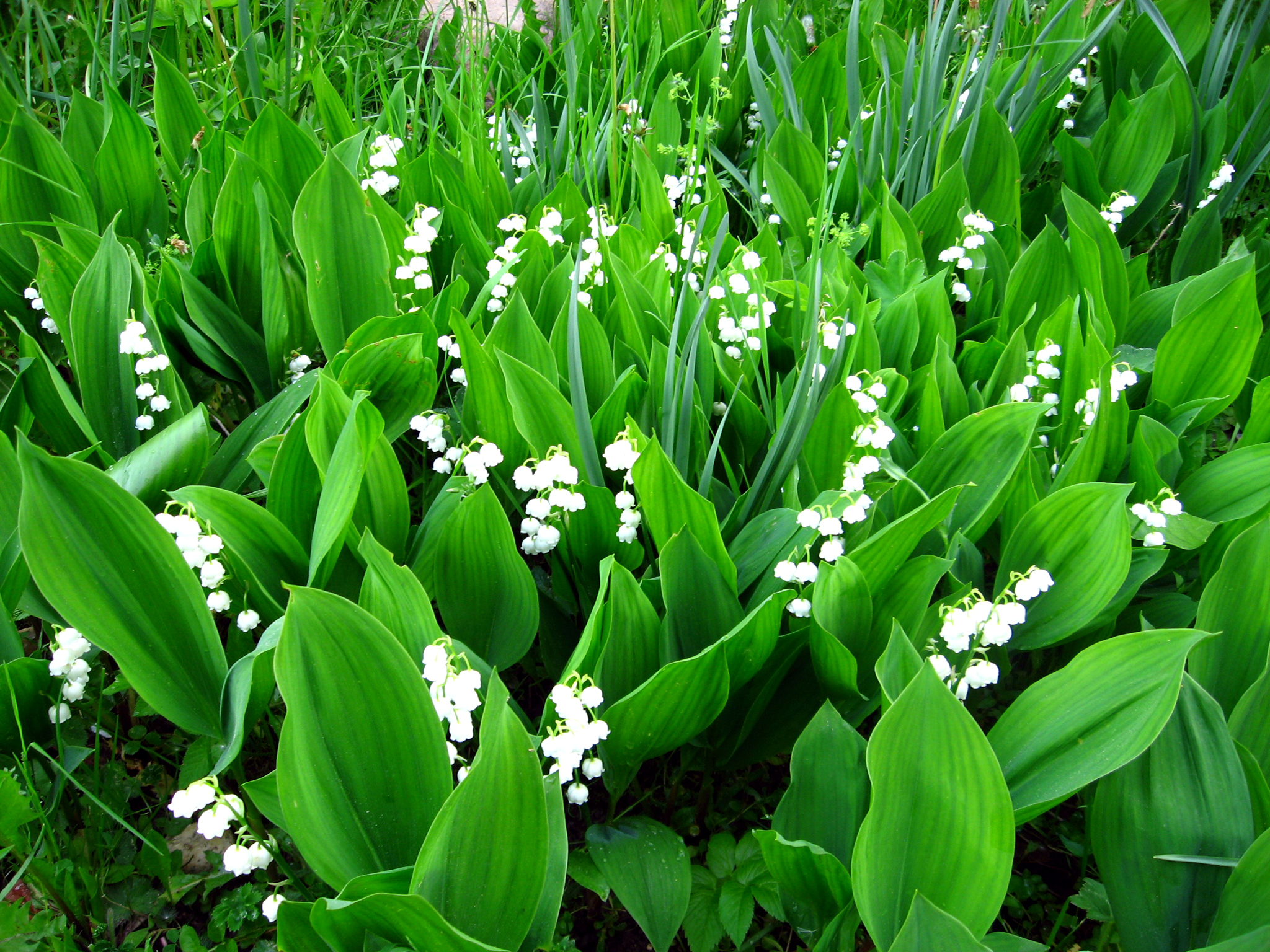 earth, lily of the valley, flower, green, white flower, flowers