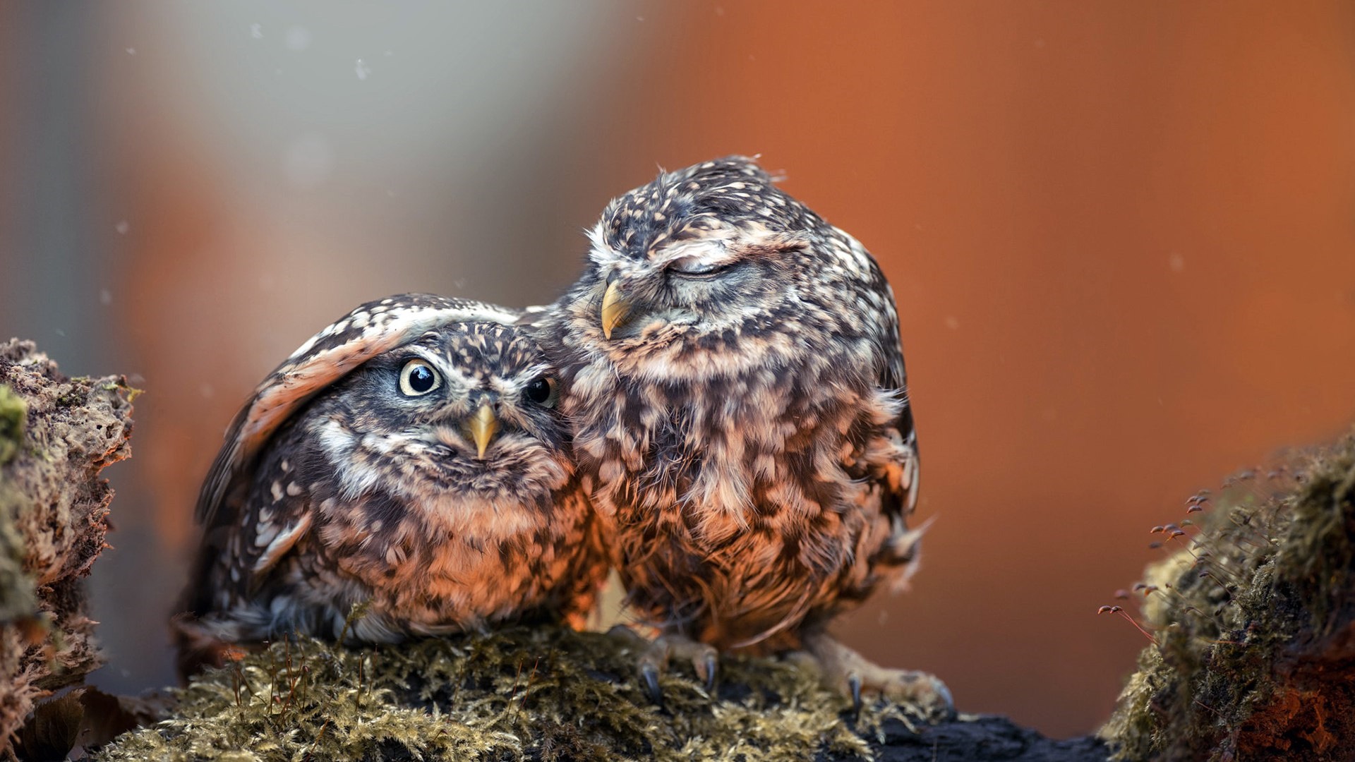 Baixar papel de parede para celular de Animais, Aves, Coruja, Pássaro, Animal Bebê gratuito.