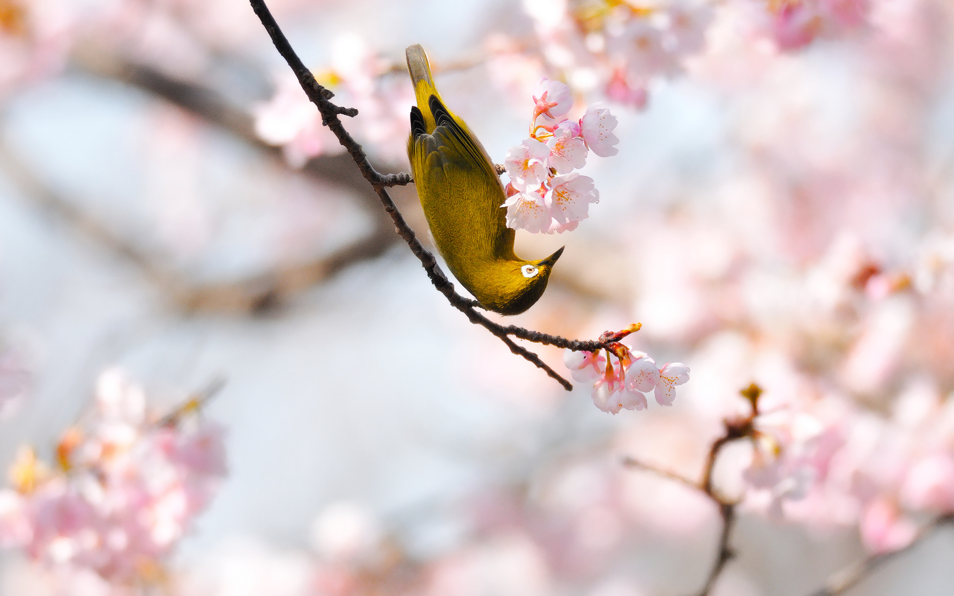 Laden Sie das Tiere, Vögel, Vogel-Bild kostenlos auf Ihren PC-Desktop herunter