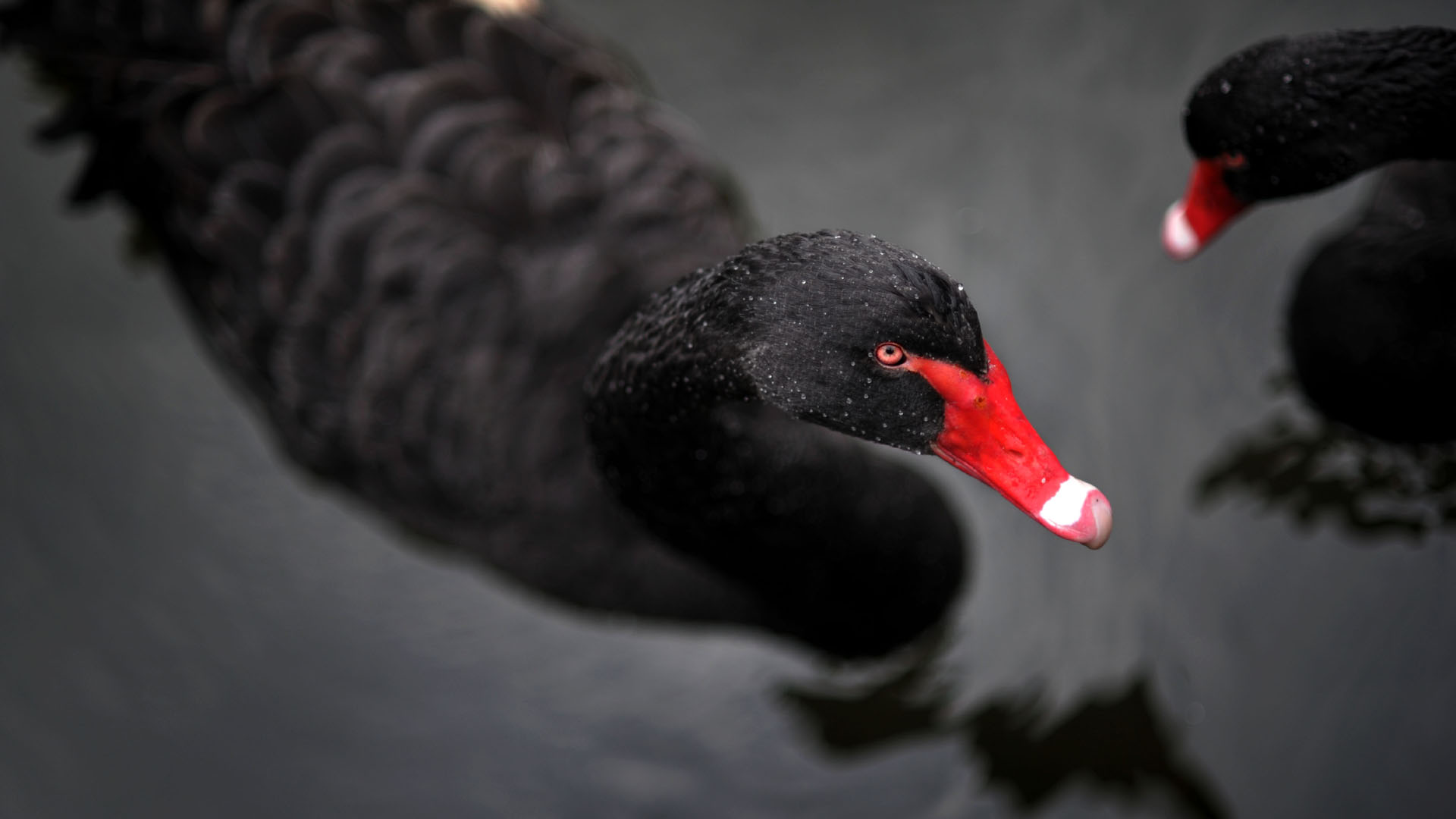 animal, black swan, swan, birds