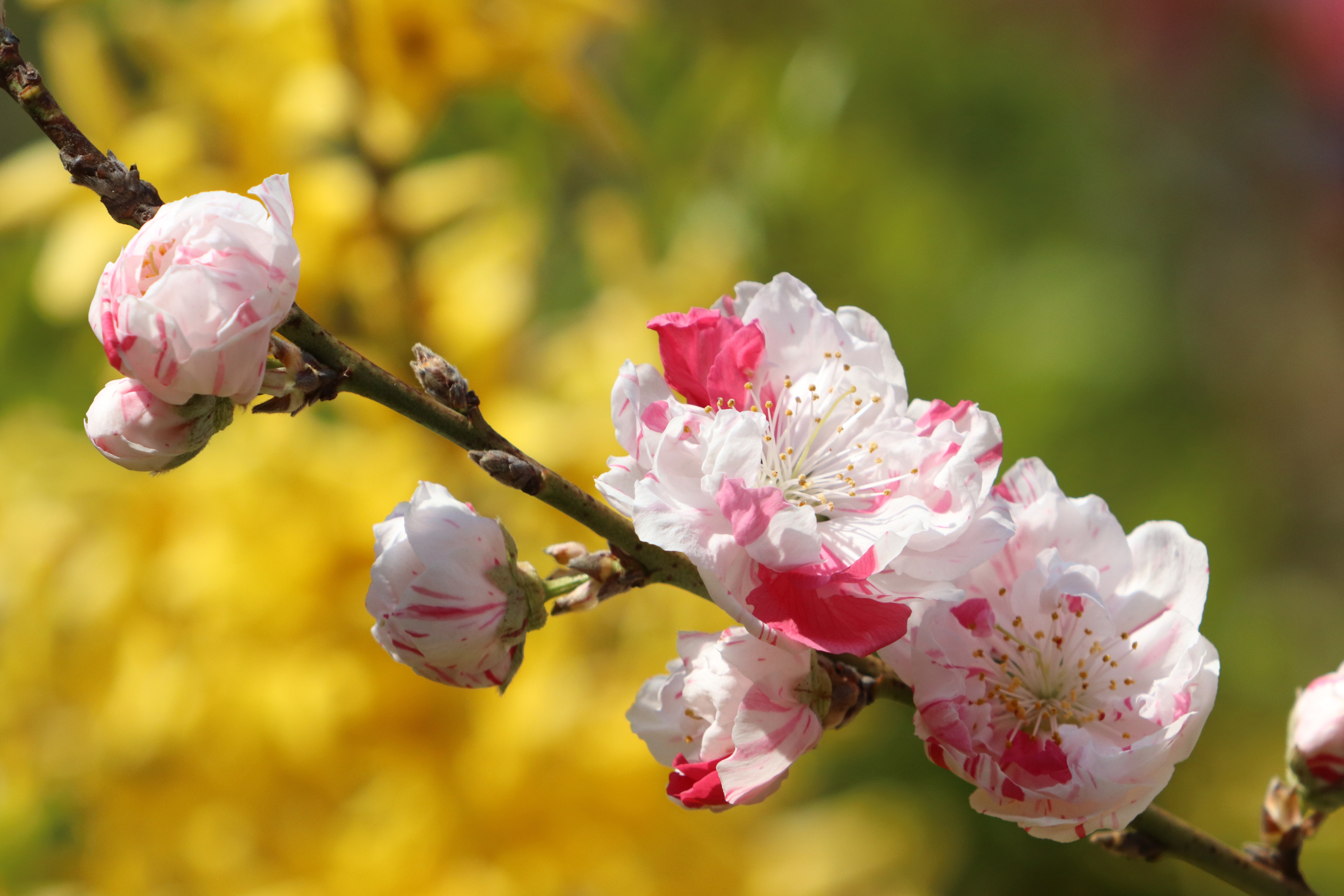 Free download wallpaper Branch, Earth, Spring, Blossom on your PC desktop