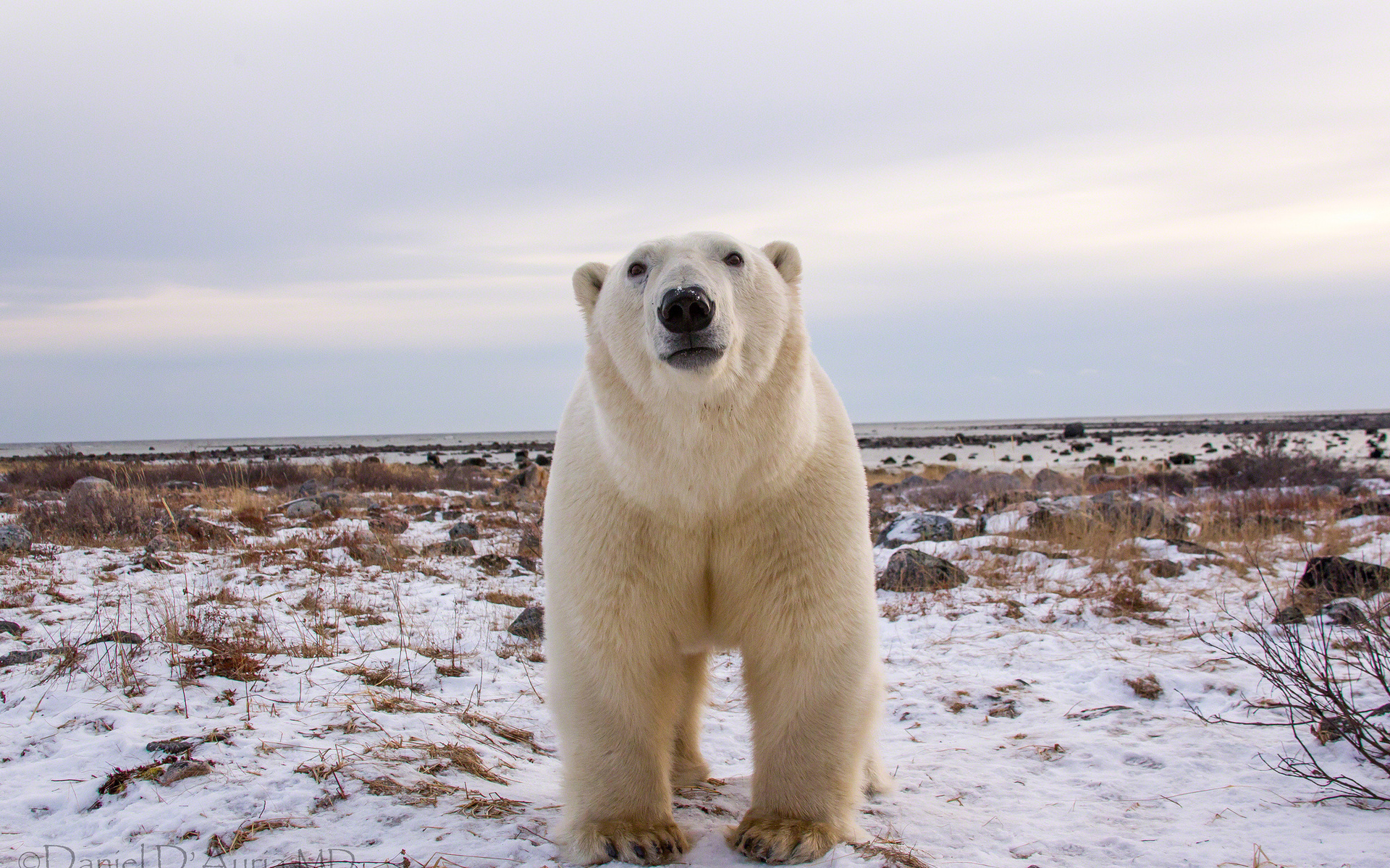 280449 baixar imagens animais, urso polar, ursos - papéis de parede e protetores de tela gratuitamente
