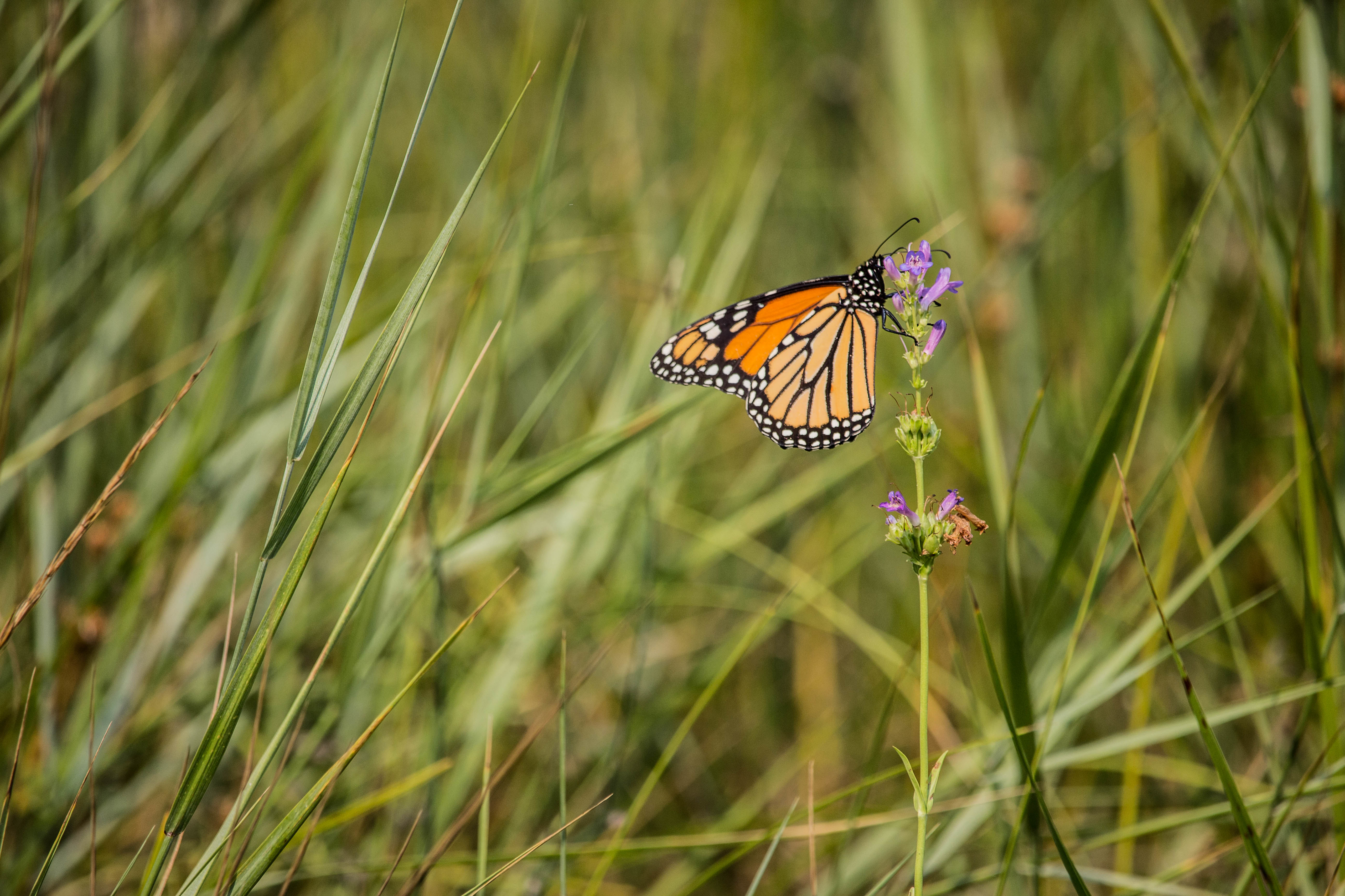 Download mobile wallpaper Grass, Animals, Macro, Pattern, Wings, Butterfly for free.