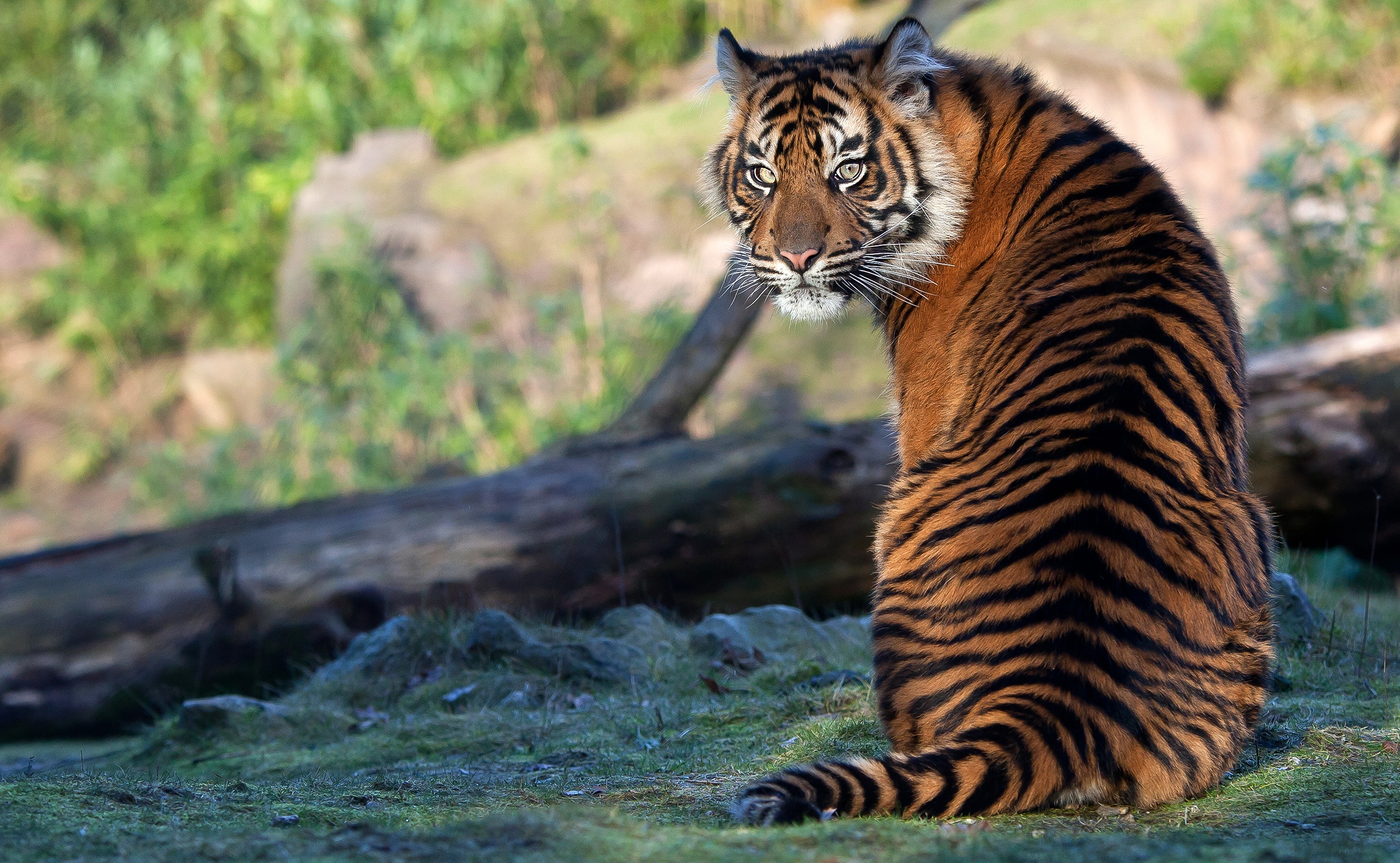 Baixe gratuitamente a imagem Animais, Gatos, Tigre na área de trabalho do seu PC