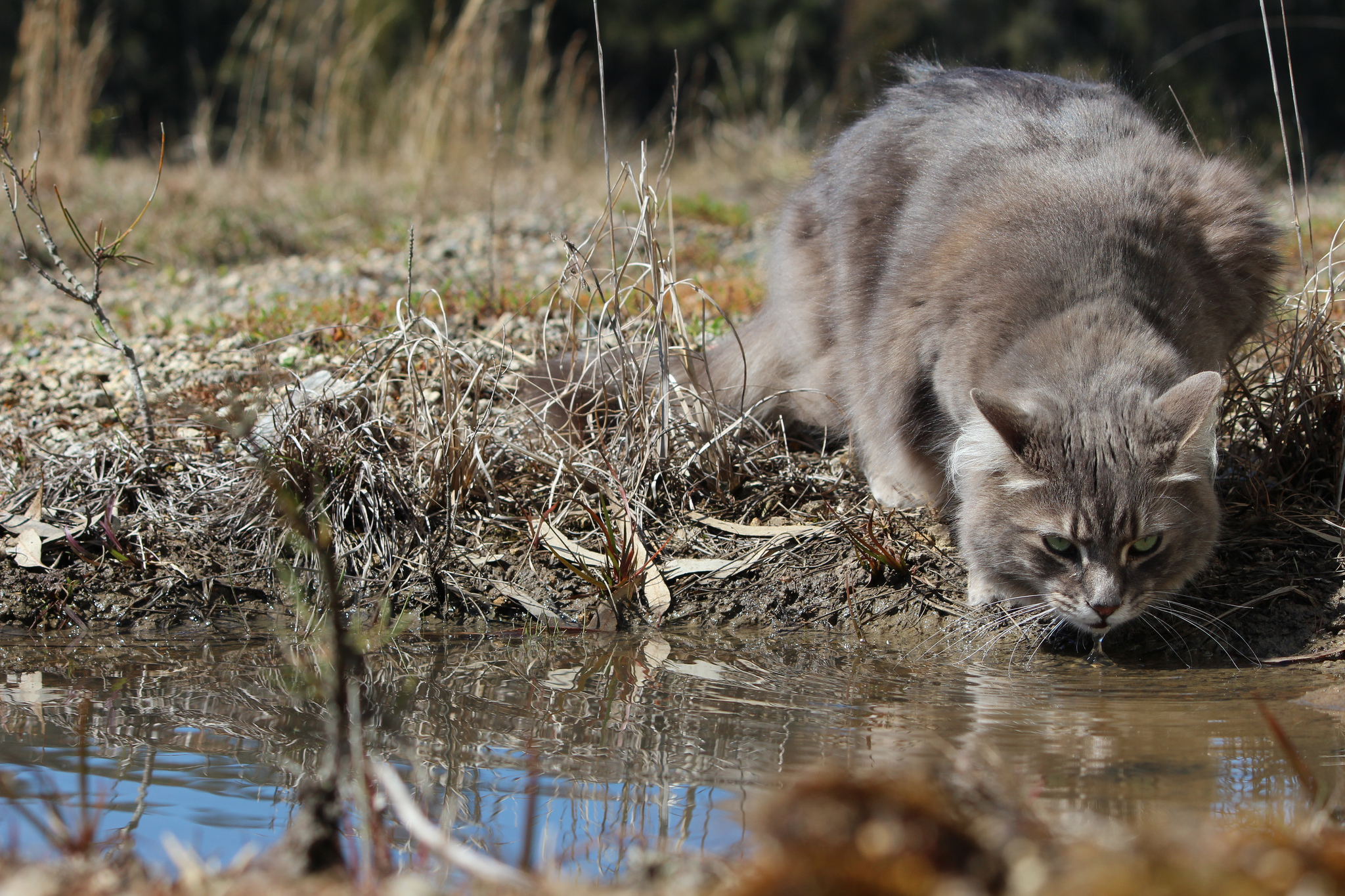 Laden Sie das Tiere, Katzen, Katze-Bild kostenlos auf Ihren PC-Desktop herunter