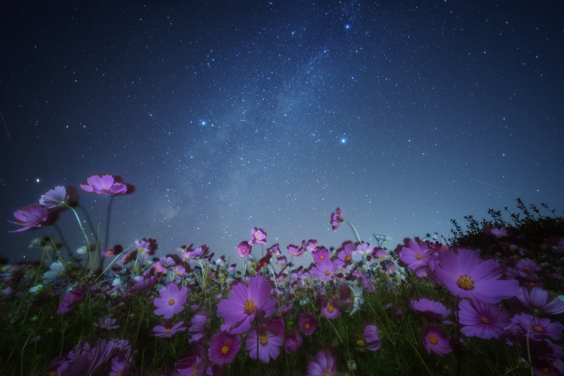 Download mobile wallpaper Nature, Flowers, Sky, Stars, Night, Flower, Starry Sky, Earth, Cosmos, Pink Flower for free.