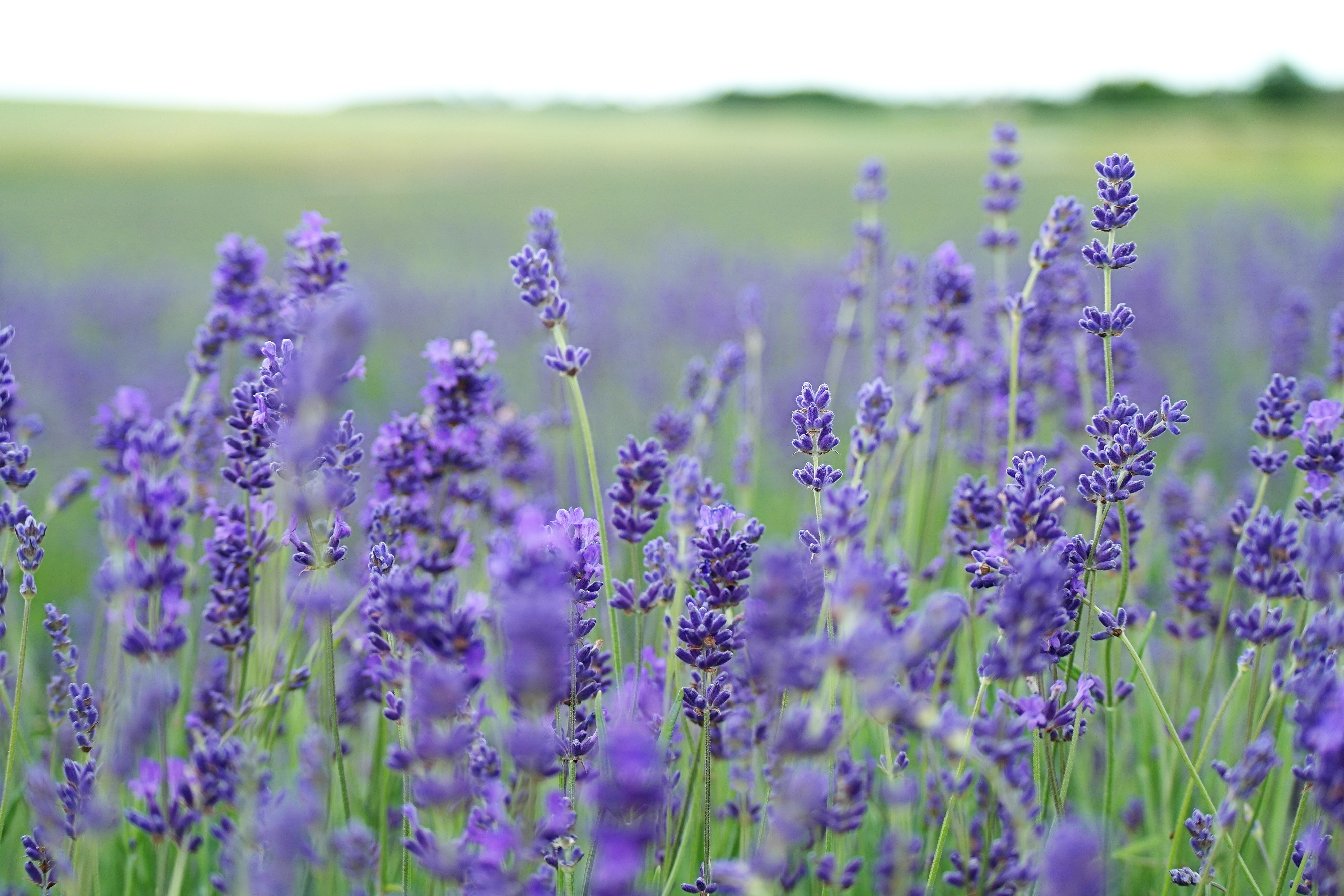 lavender, flowers, blur, smooth, field