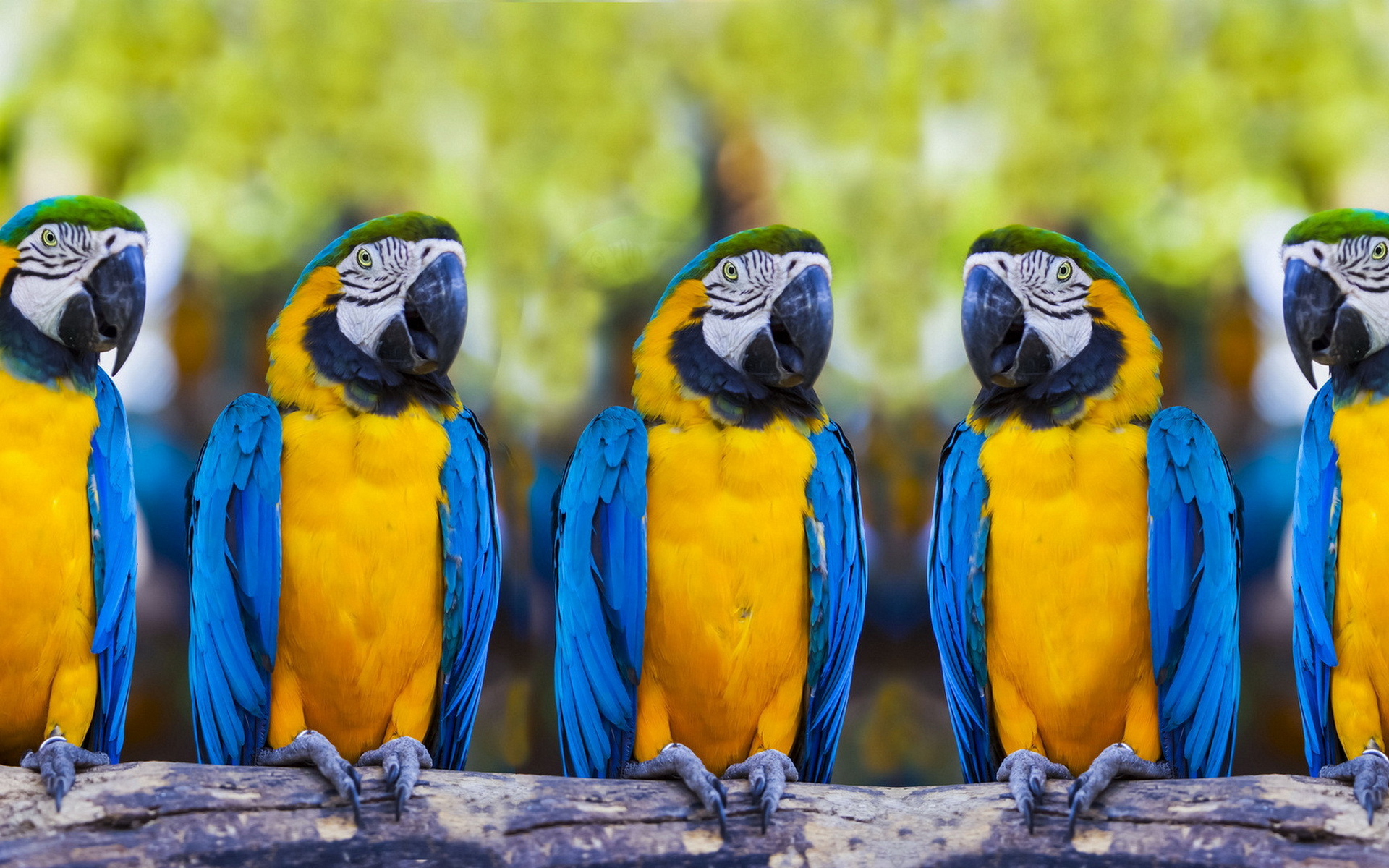 Laden Sie das Tiere, Vögel, Gelbbrustara-Bild kostenlos auf Ihren PC-Desktop herunter
