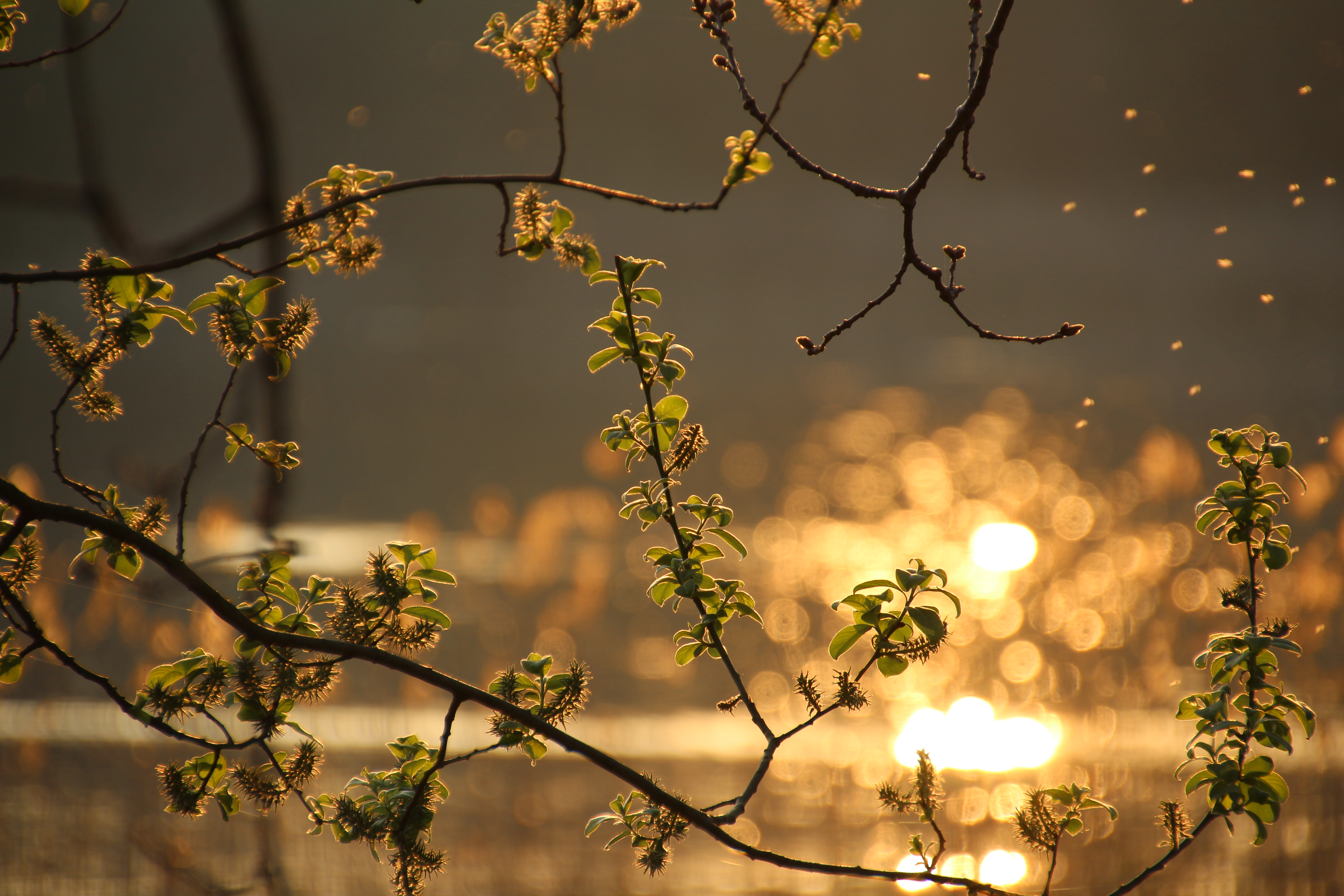 Download mobile wallpaper Glare, Branch, Nature, Leaves, Spring for free.