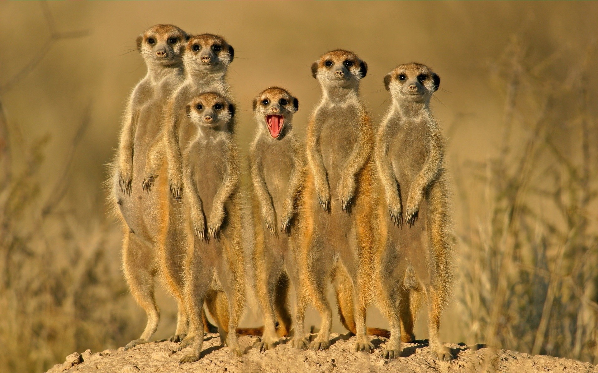 funny, meerkat, animal, close up