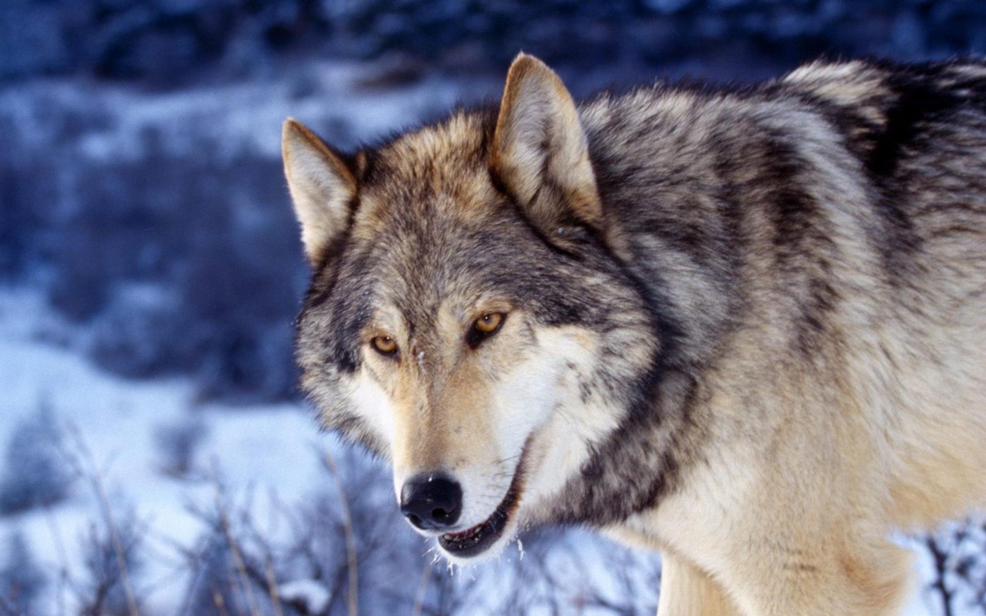 292010 descargar fondo de pantalla animales, lobo gris, wolves: protectores de pantalla e imágenes gratis