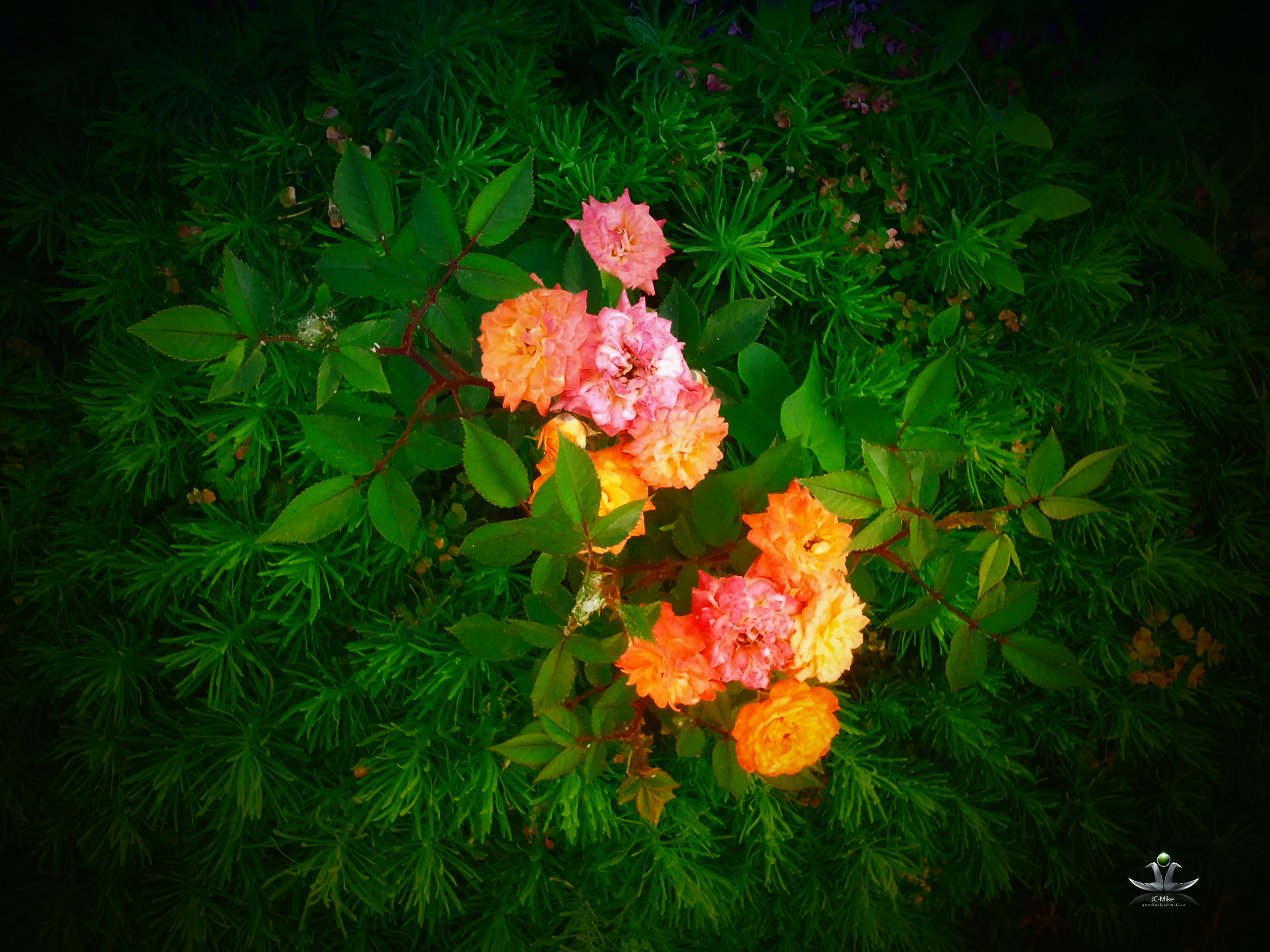 290682 descargar fondo de pantalla tierra/naturaleza, rosal, flor, flores: protectores de pantalla e imágenes gratis