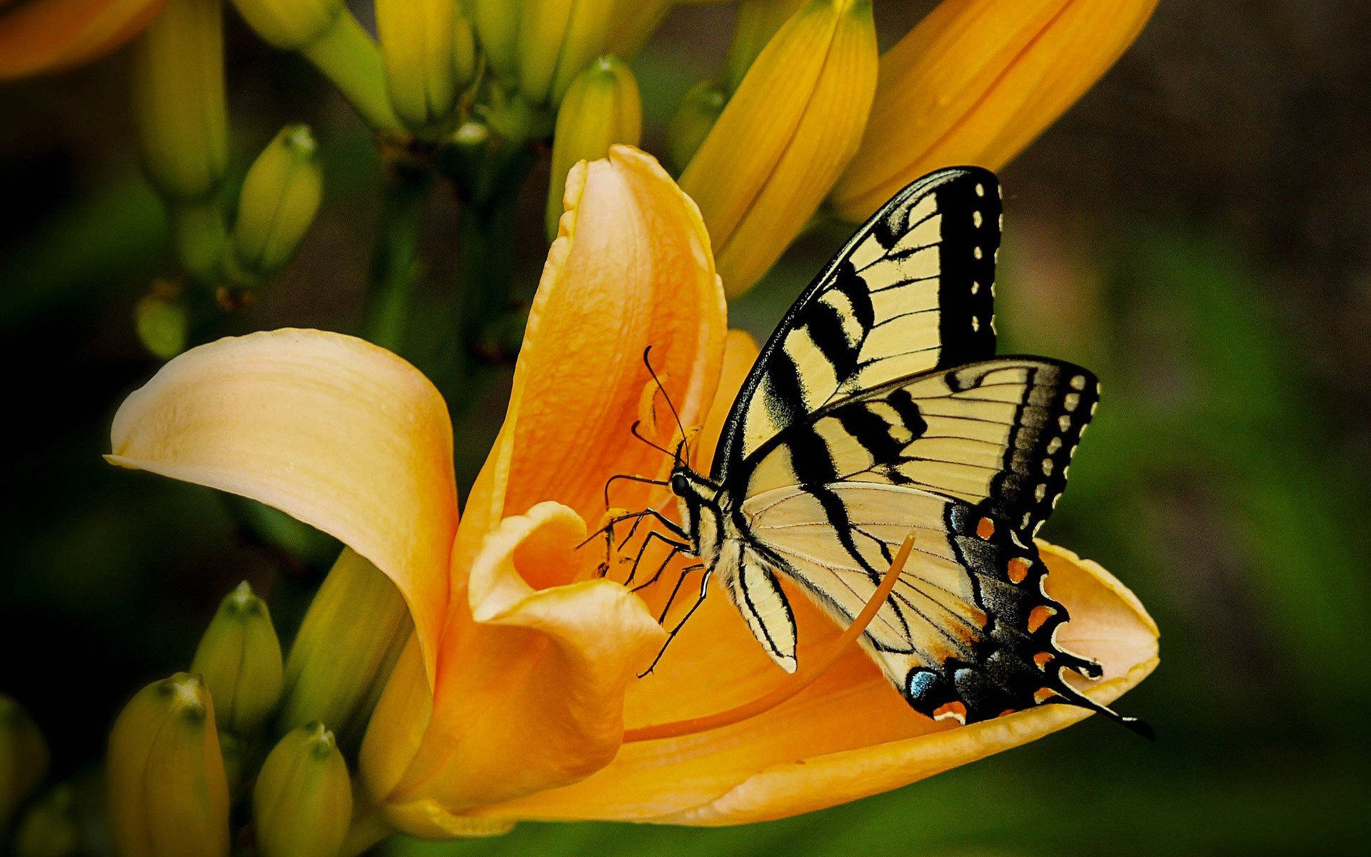 Handy-Wallpaper Tiere, Schmetterlinge, Blume, Makro, Insekt, Gelbe Blume kostenlos herunterladen.