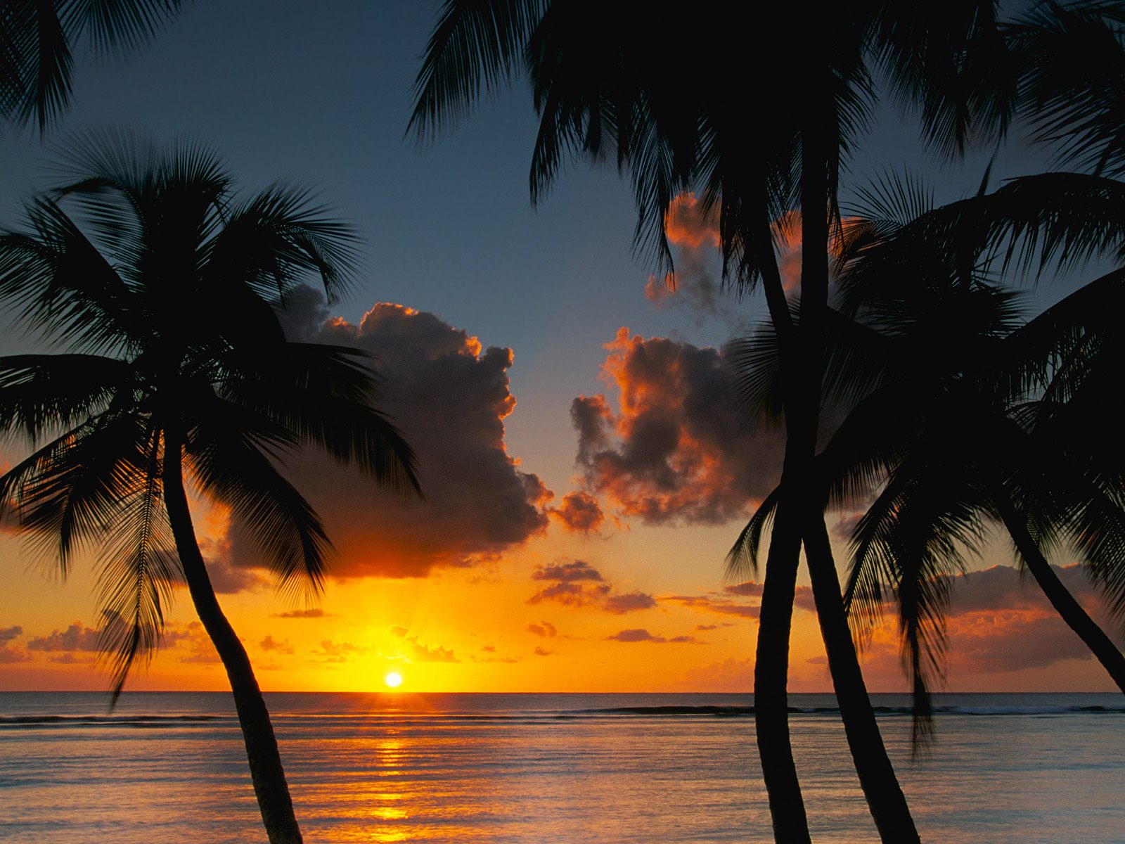 Download mobile wallpaper Nature, Sunset, Earth, Palm Tree for free.