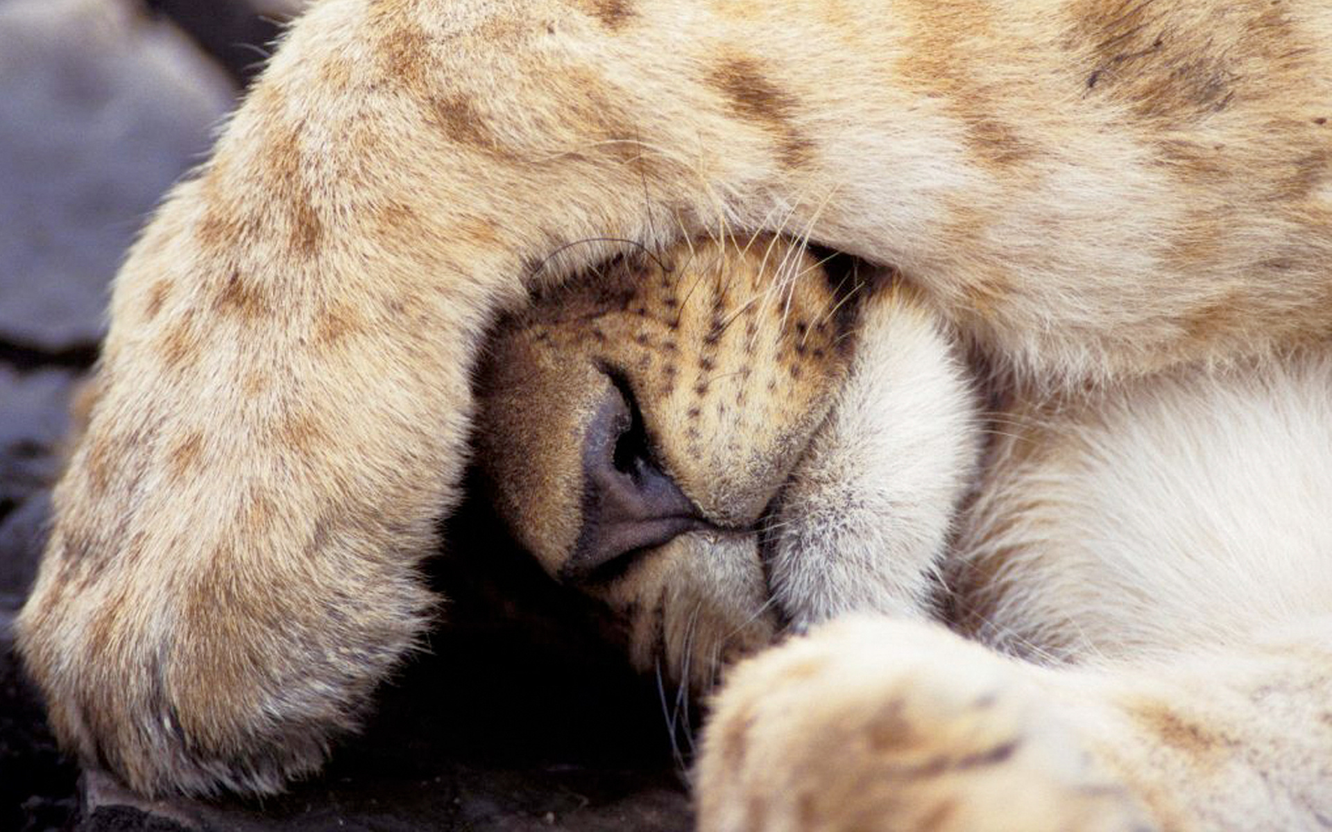 Téléchargez gratuitement l'image Animaux, Chats, Lion sur le bureau de votre PC