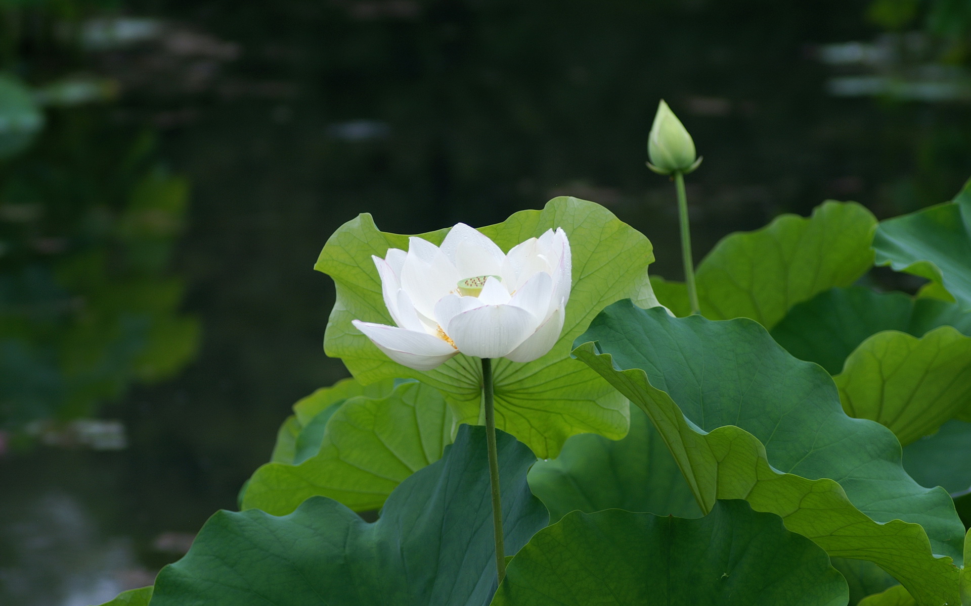 Téléchargez gratuitement l'image Lotus, Terre/nature sur le bureau de votre PC