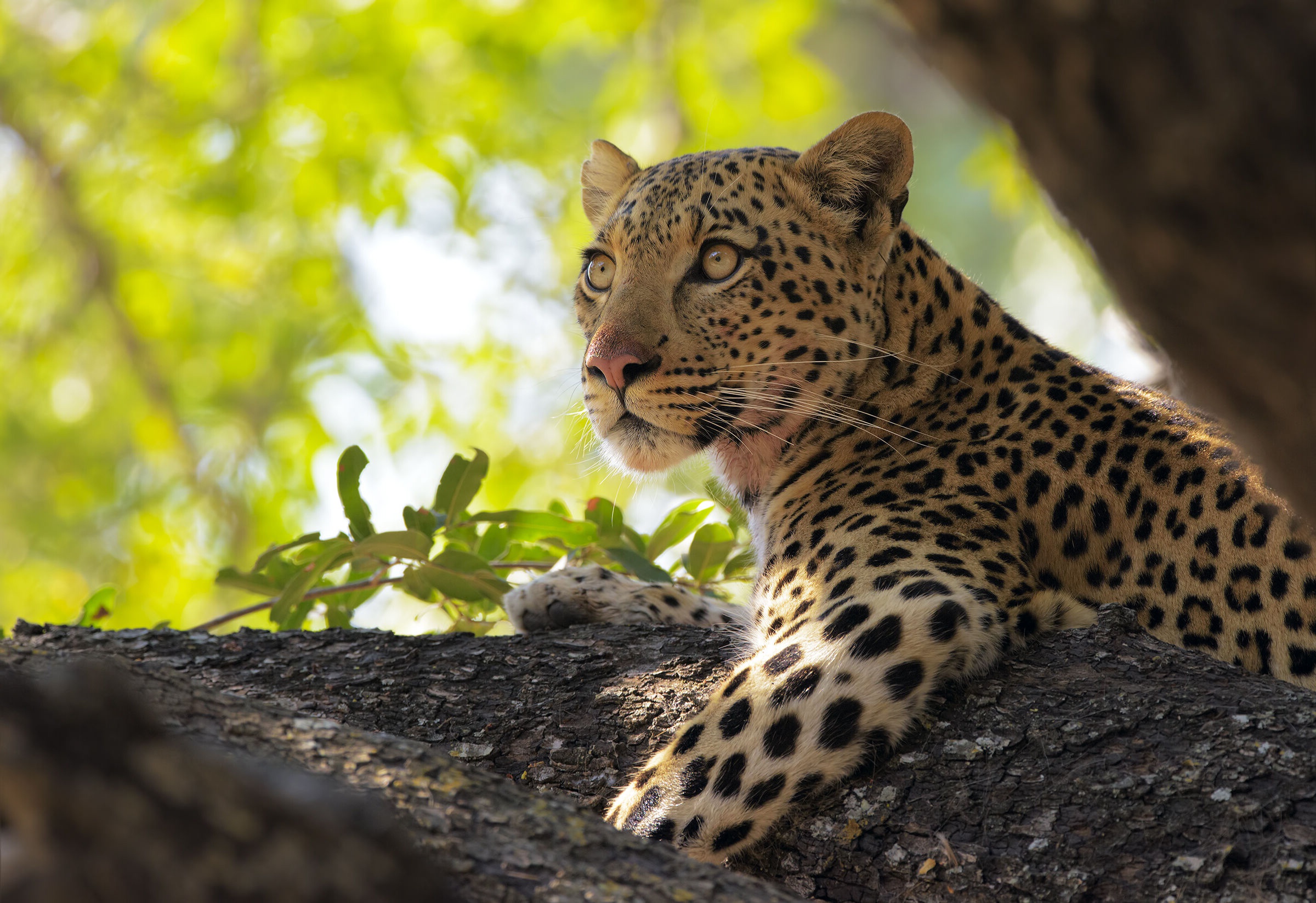 Handy-Wallpaper Tiere, Katzen, Leopard kostenlos herunterladen.