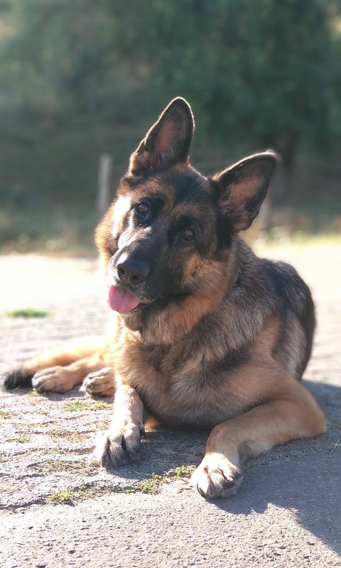 Download mobile wallpaper Dogs, Dog, Animal, German Shepherd, Stare for free.