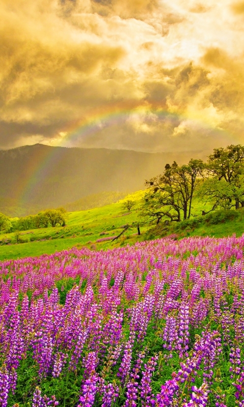 Download mobile wallpaper Landscape, Sunset, Rainbow, Flower, Tree, Earth, Field, Spring, Cloud, Lupine, Purple Flower for free.