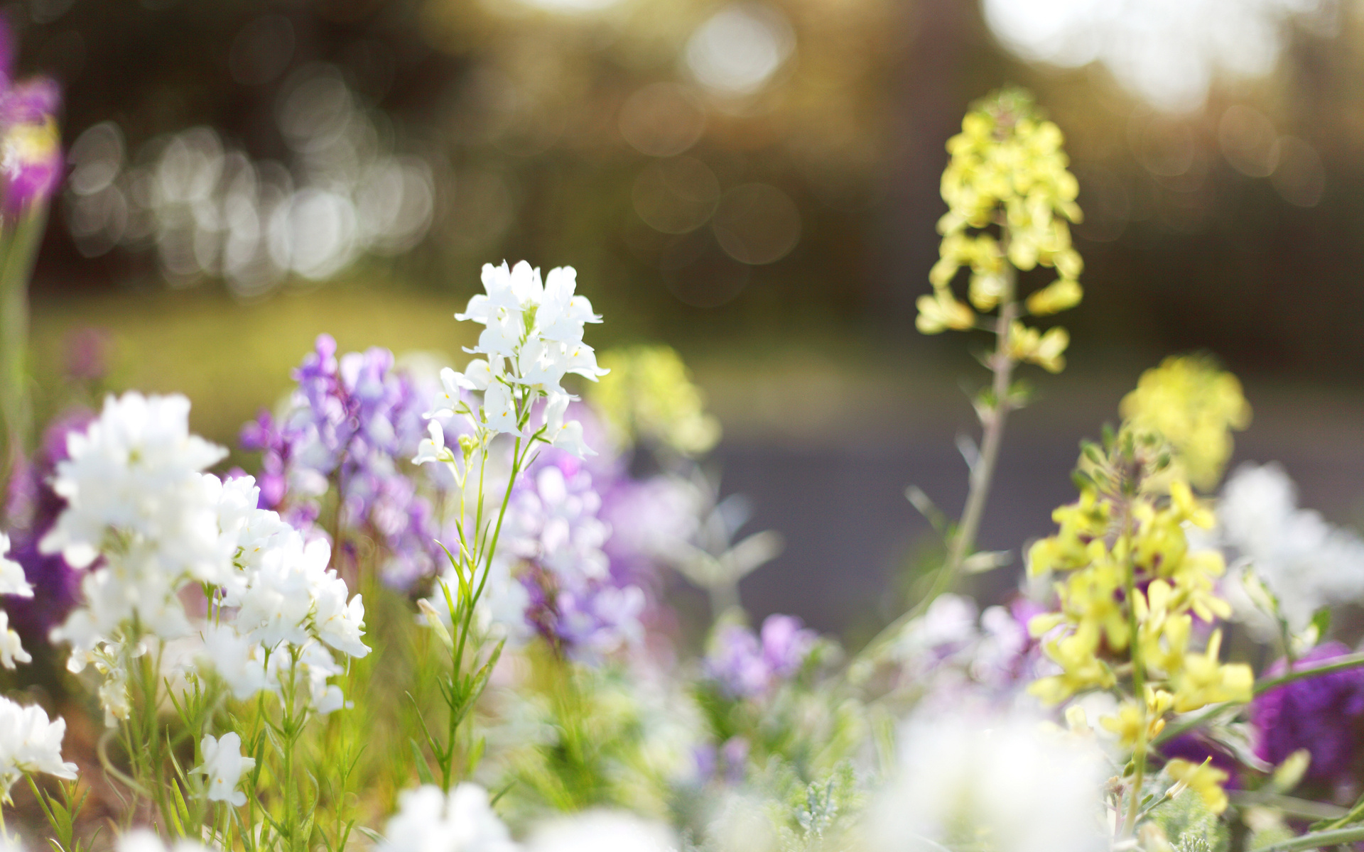 Laden Sie das Blumen, Blume, Erde/natur-Bild kostenlos auf Ihren PC-Desktop herunter