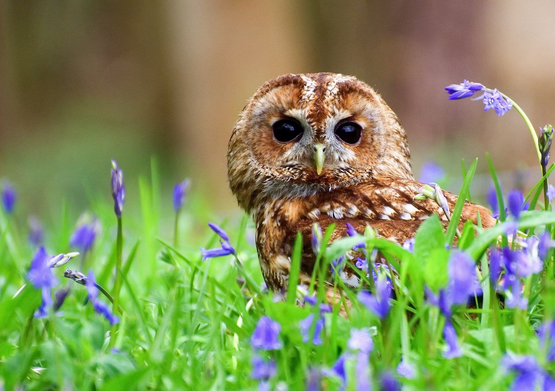 Download mobile wallpaper Birds, Grass, Owl, Bird, Blur, Animal, Purple Flower for free.