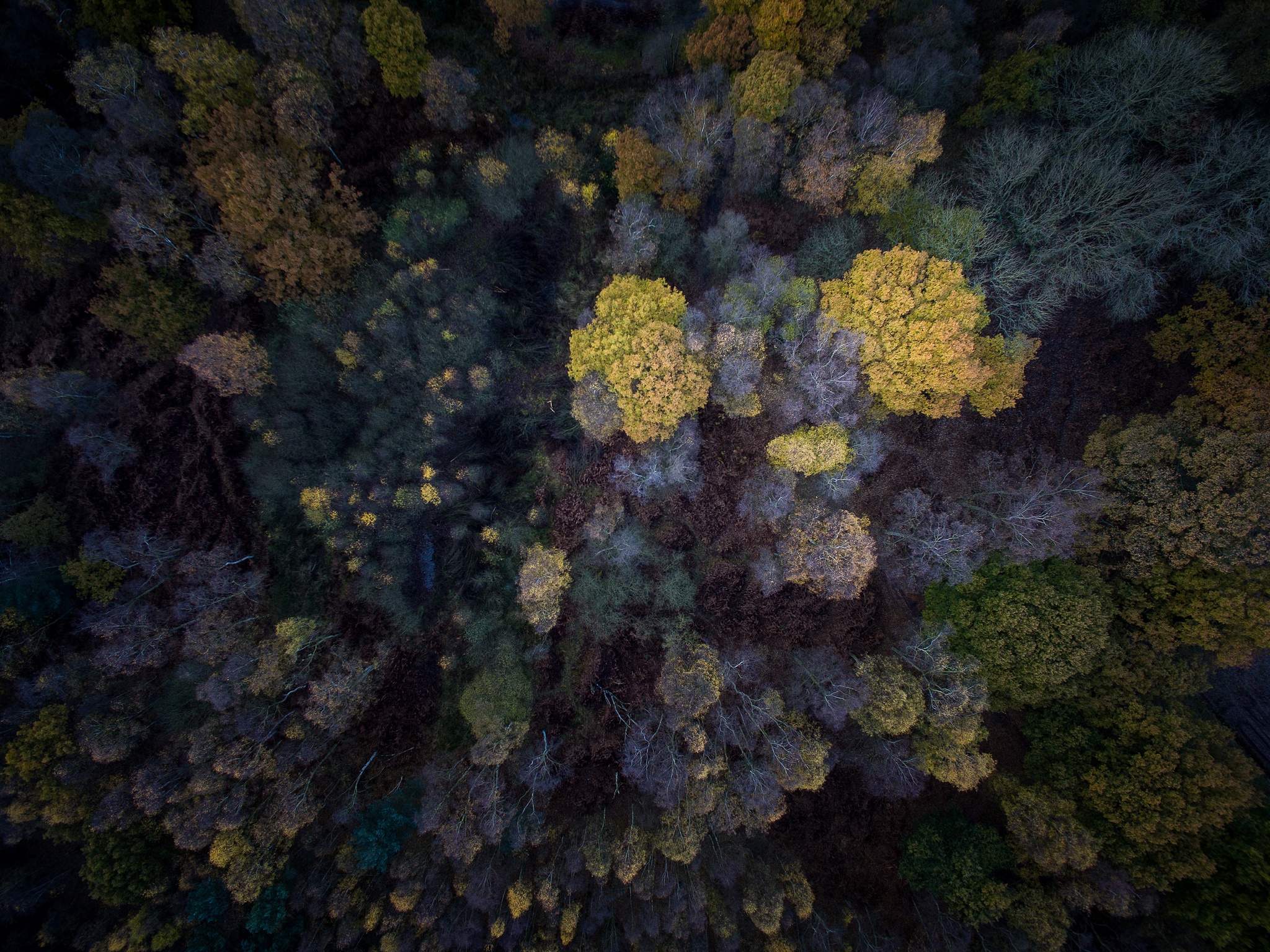 Laden Sie das Natur, Herbst, Wald, Baum, Erde/natur, Luftbildfotografie-Bild kostenlos auf Ihren PC-Desktop herunter