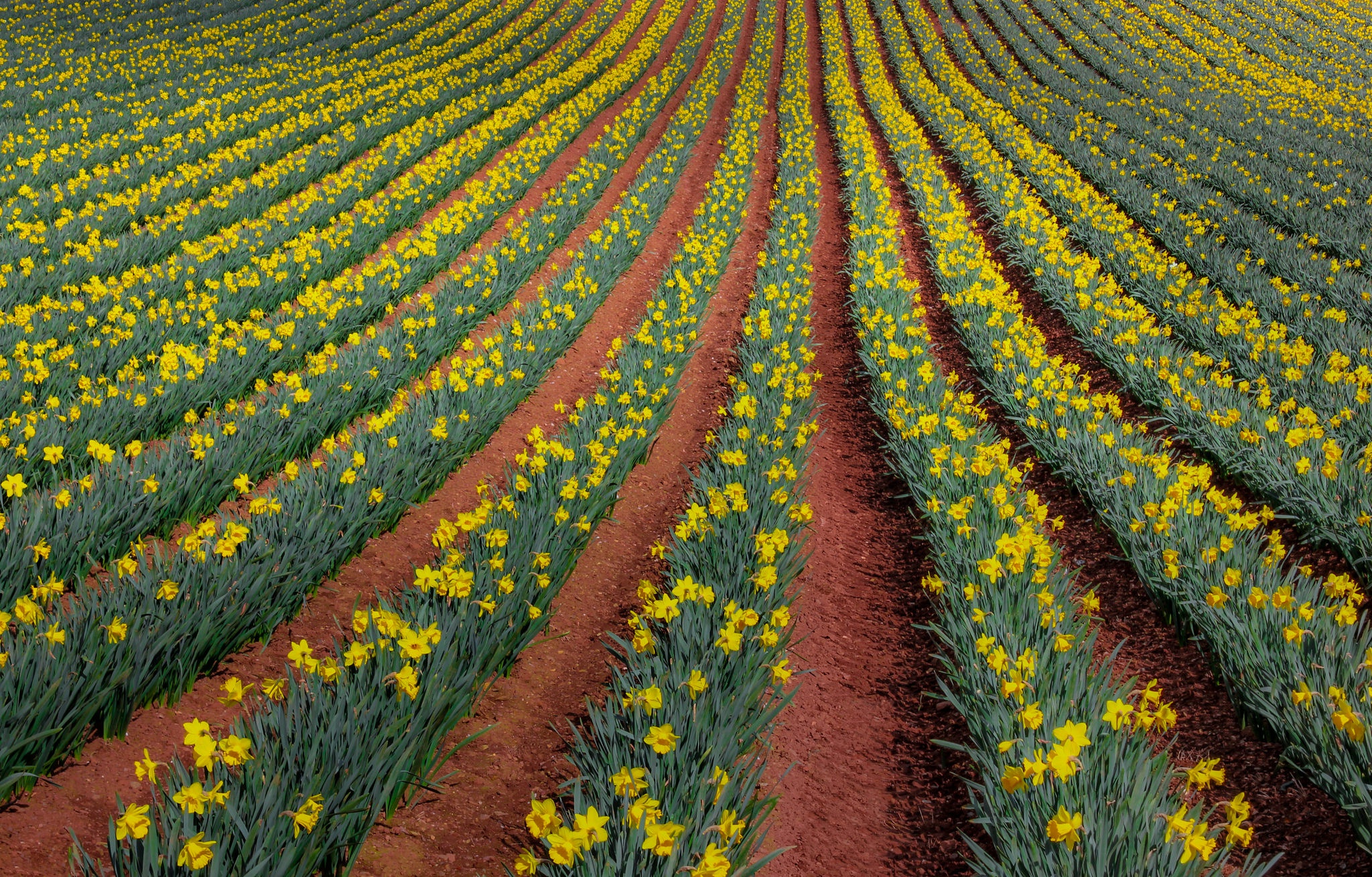 Free download wallpaper Nature, Flowers, Flower, Earth, Field, Yellow Flower, Daffodil on your PC desktop