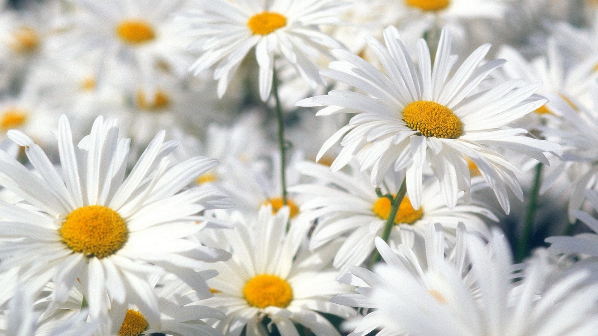 Descarga gratis la imagen Plantas, Flores, Camomila en el escritorio de tu PC