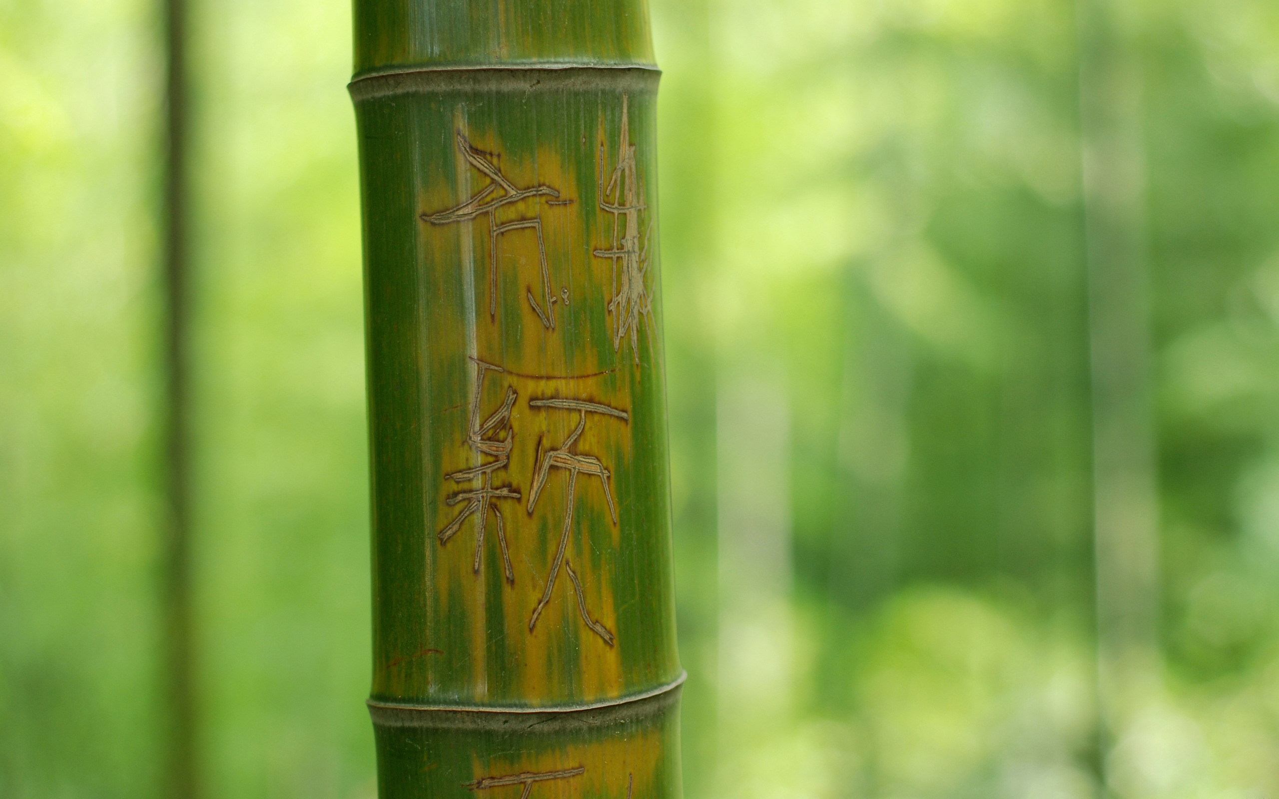 175760 Bild herunterladen erde/natur, bambus - Hintergrundbilder und Bildschirmschoner kostenlos