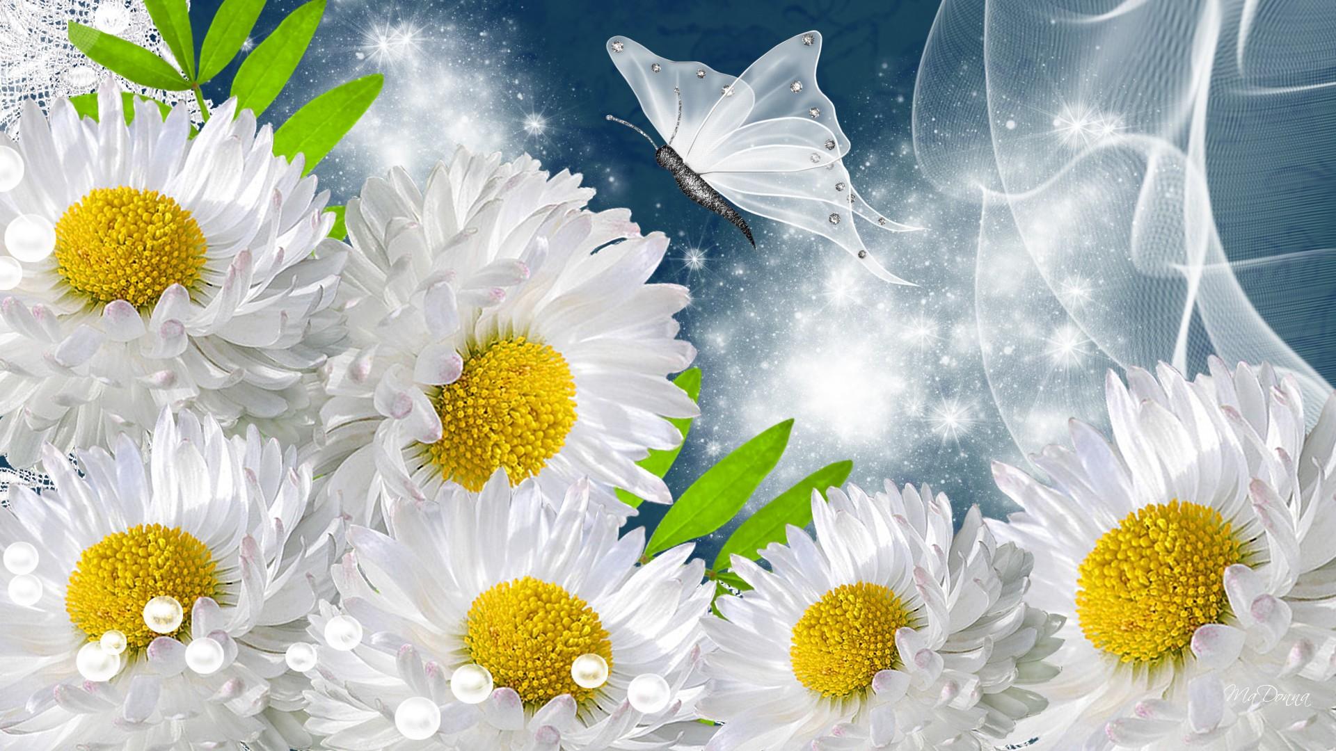 377028壁紙のダウンロード白い花, 芸術的, 花, 蝶, デイジー, 輝き, フラワーズ-スクリーンセーバーと写真を無料で