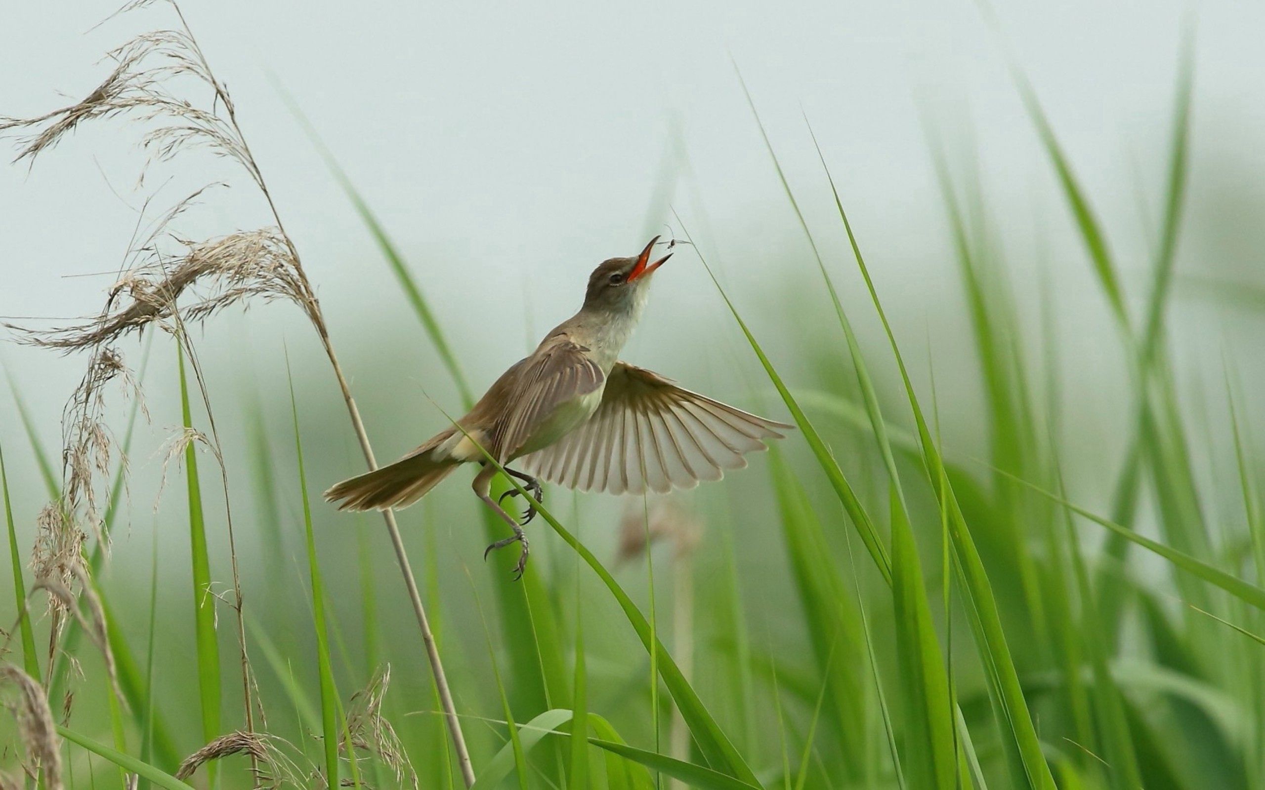 grass, flight, animals, bird Full HD