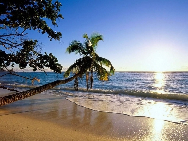 Скачать картинку Пляж, Море, Пальмы, Пейзаж в телефон бесплатно.