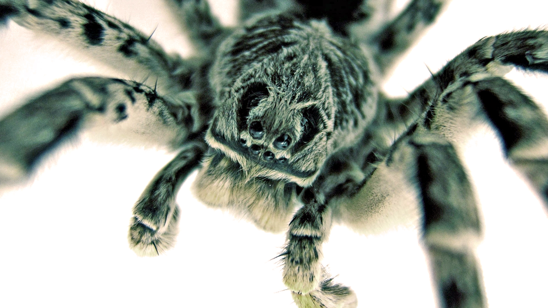 Free download wallpaper Spiders, Animal, Spider on your PC desktop