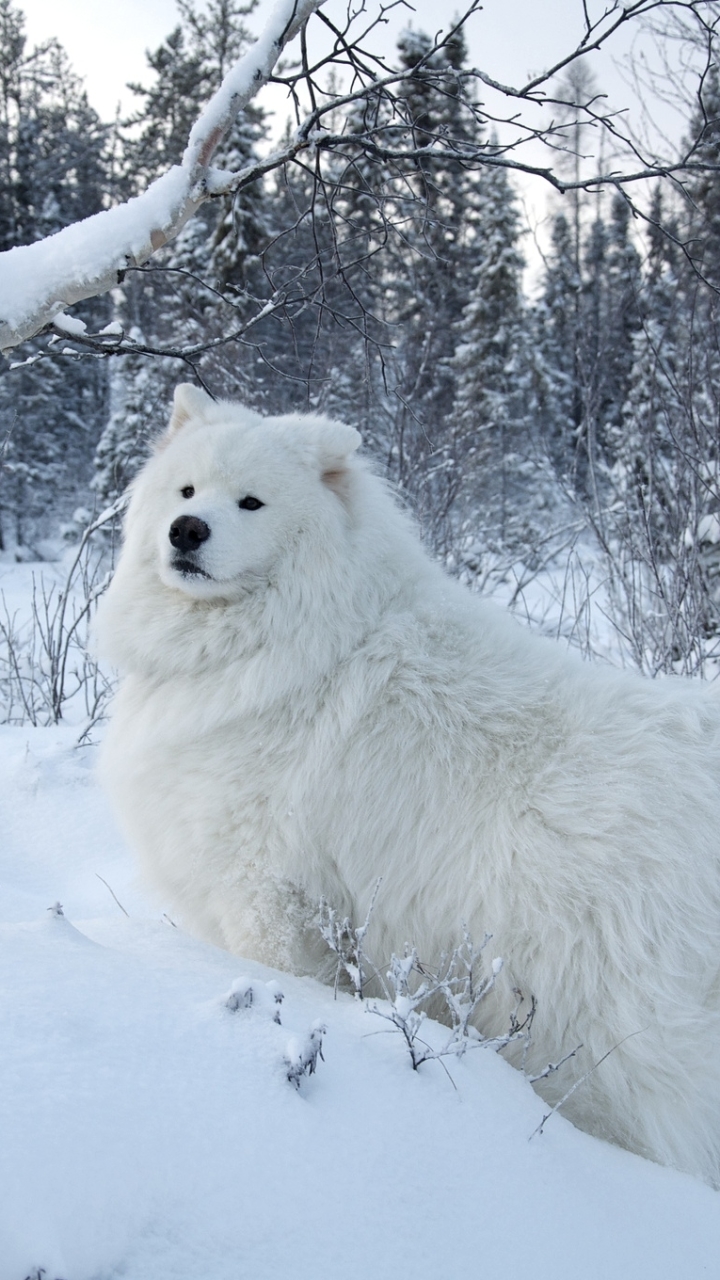 Download mobile wallpaper Winter, Dogs, Snow, Dog, Animal, Samoyed for free.