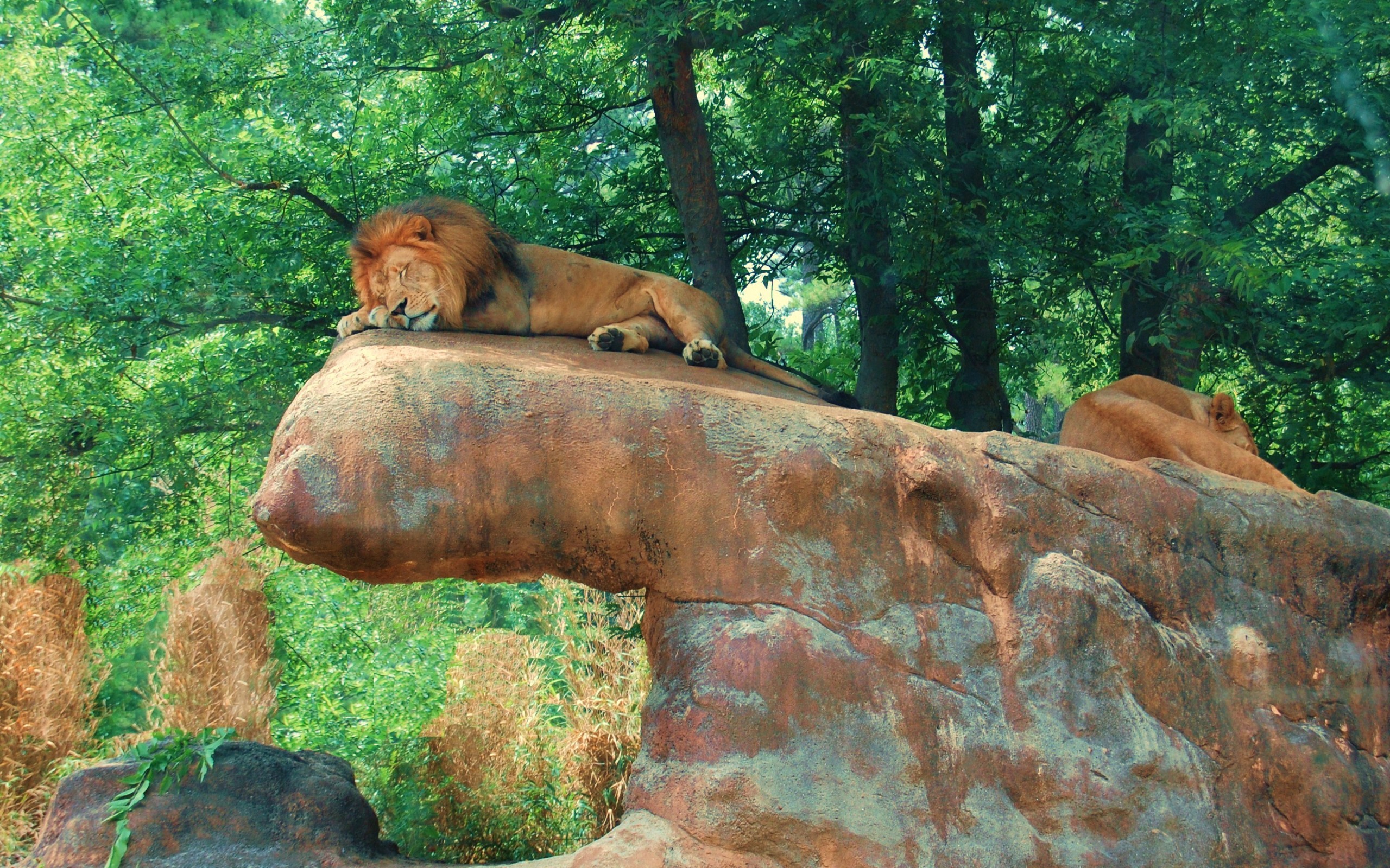 Descarga gratuita de fondo de pantalla para móvil de Animales, Gatos, León, Dormido.