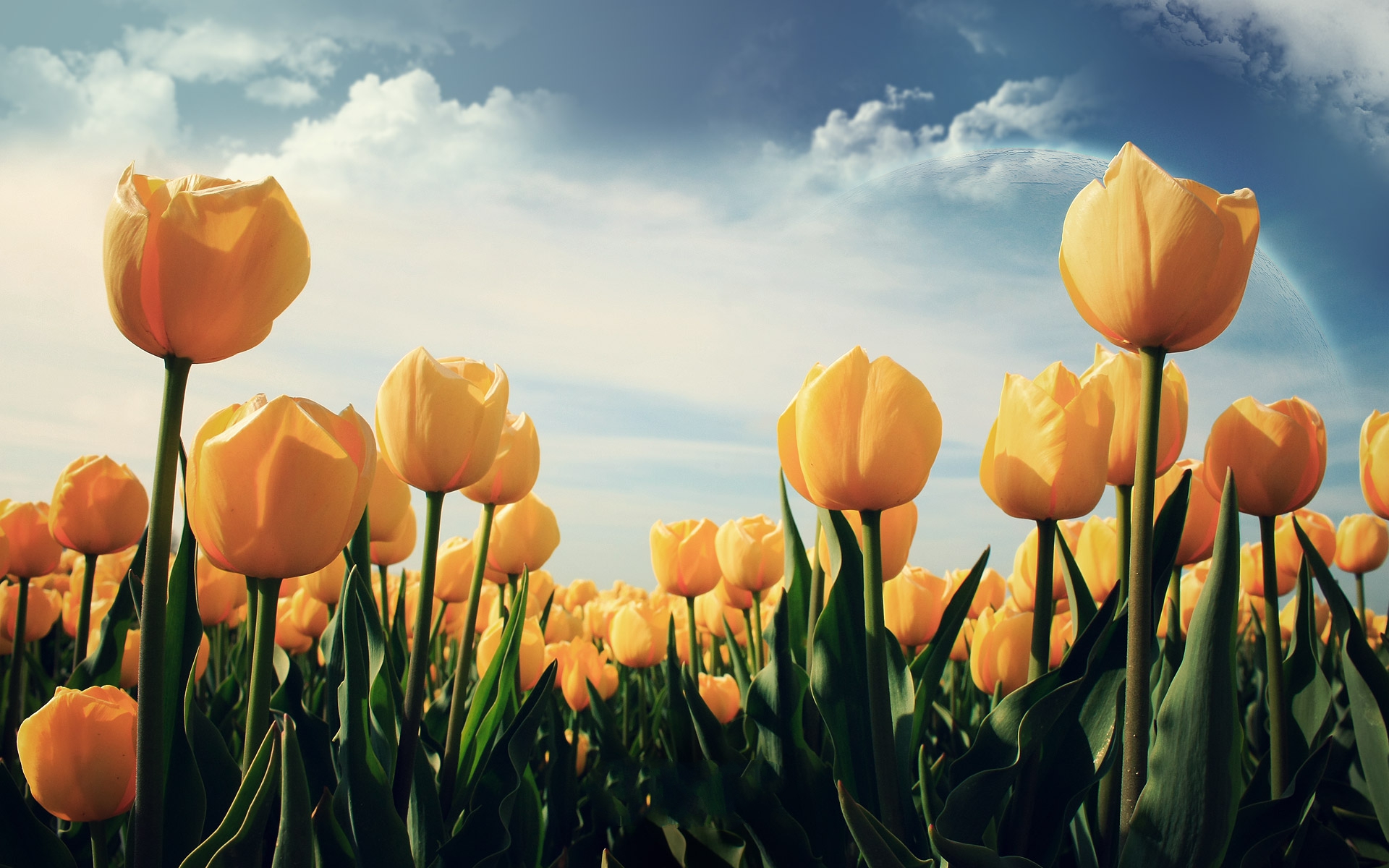 Download mobile wallpaper Tulip, Flowers, Earth for free.