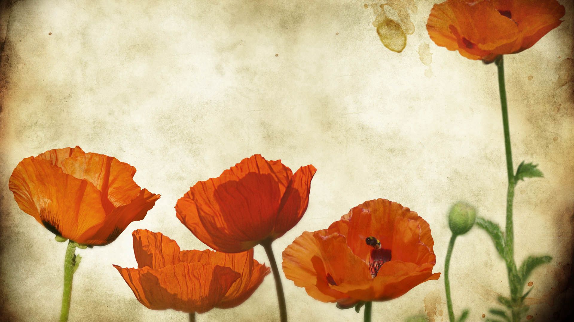 poppies, background, flowers Free Stock Photo