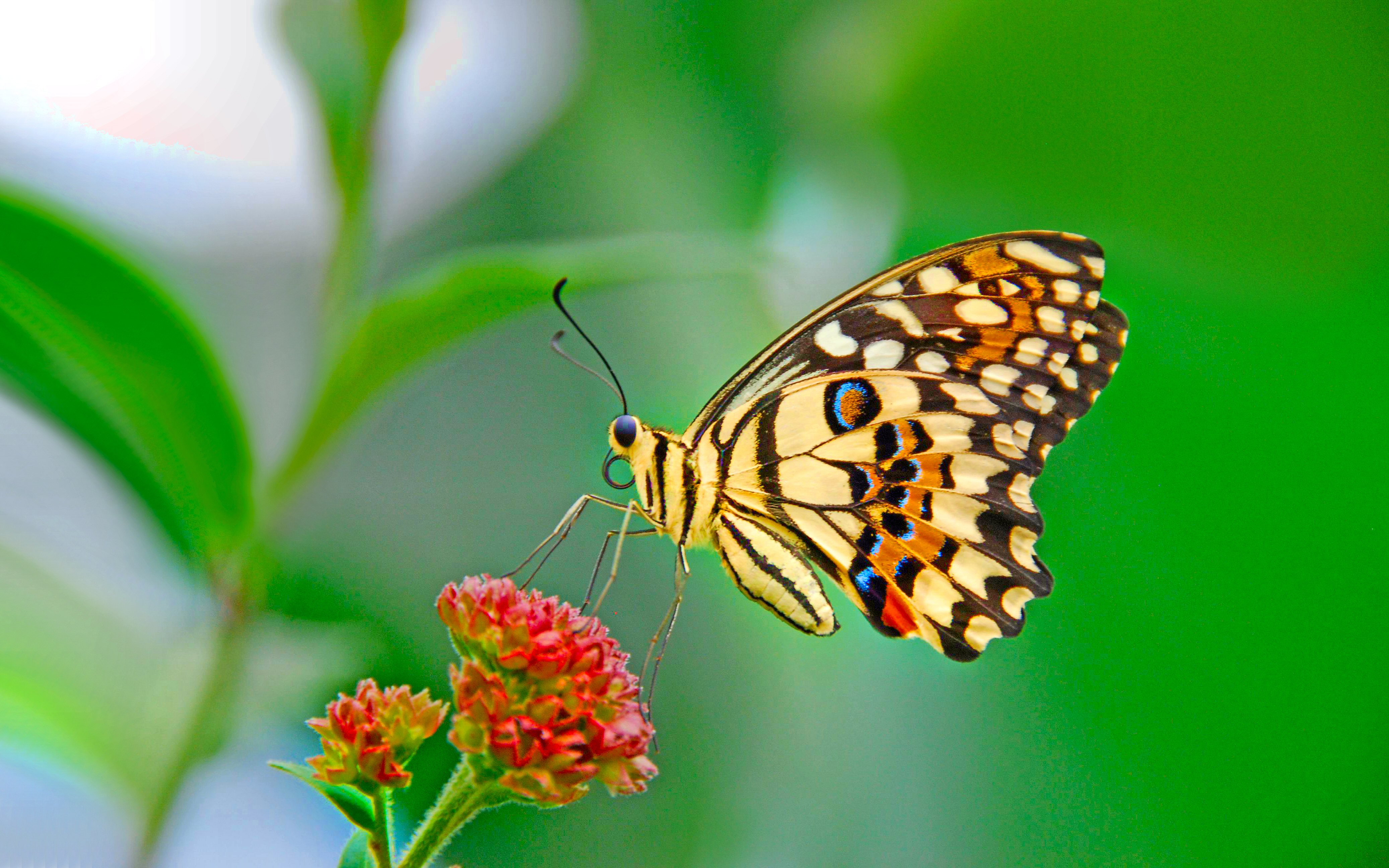 689004 descargar imagen mariposa, animales, vistoso, verde, pastel: fondos de pantalla y protectores de pantalla gratis