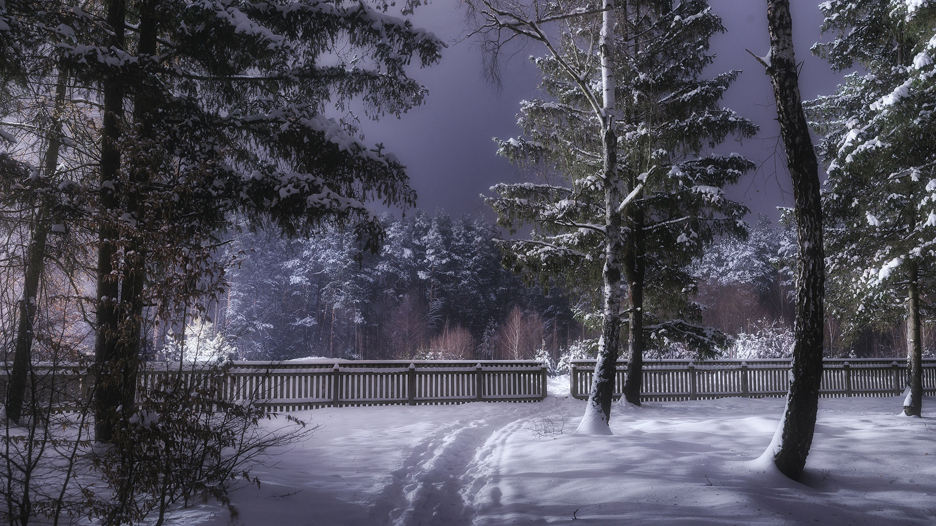 photography, winter, fence, forest, path, snow, tree, ukraine