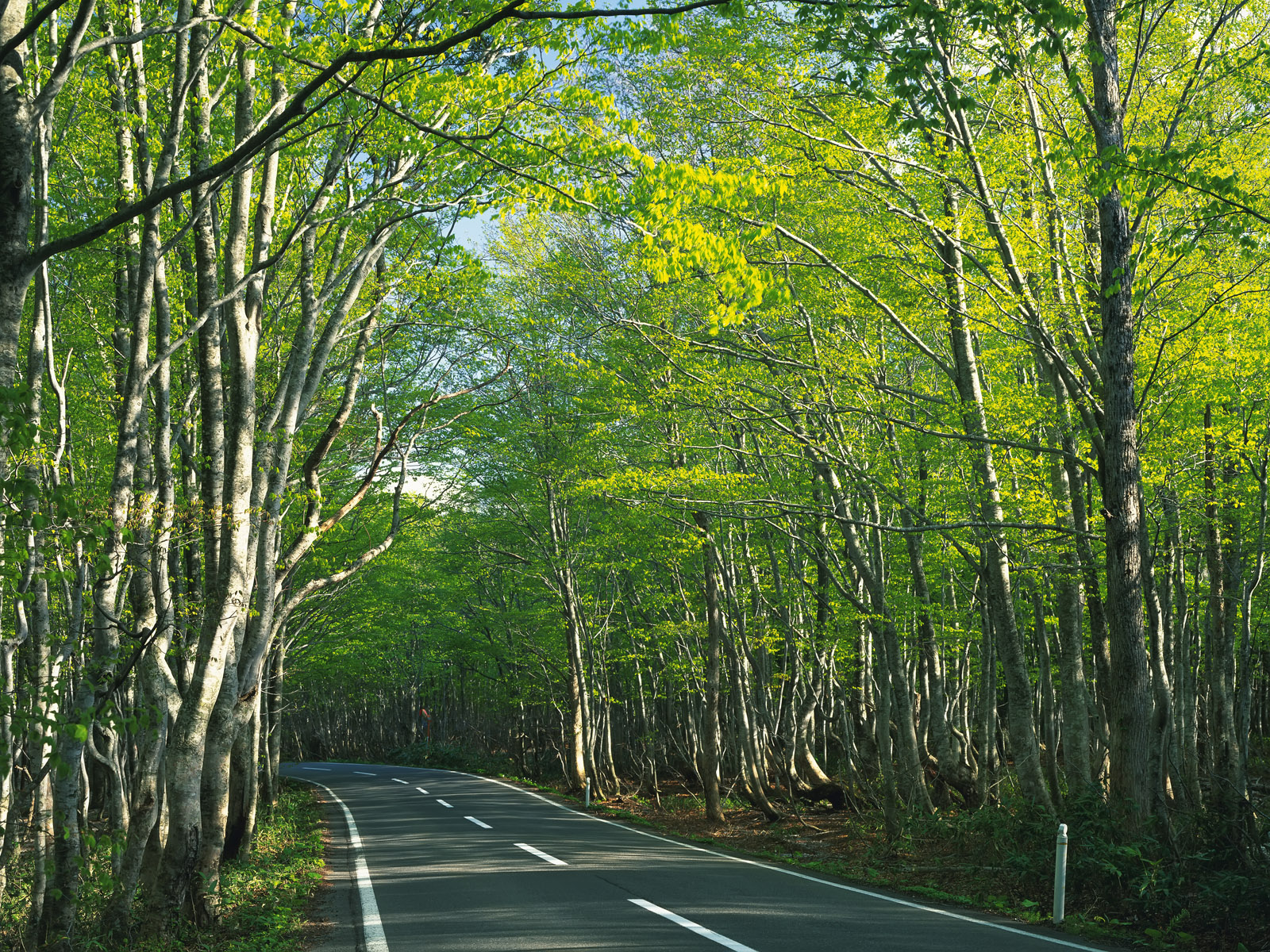 Handy-Wallpaper Straße, Wald, Menschengemacht kostenlos herunterladen.