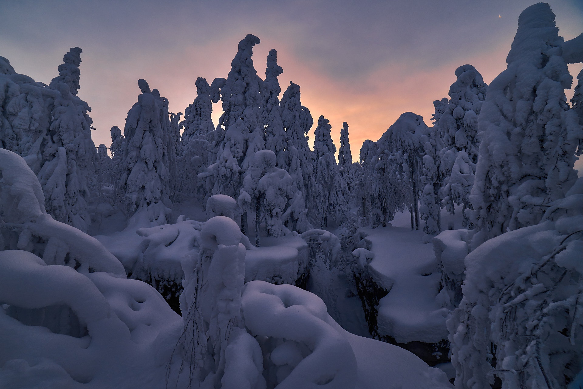 PCデスクトップに冬, 雪, モミの木, 夜明け, 地球, 朝画像を無料でダウンロード