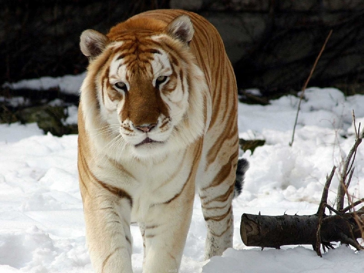 Baixe gratuitamente a imagem Animais, Tigre na área de trabalho do seu PC