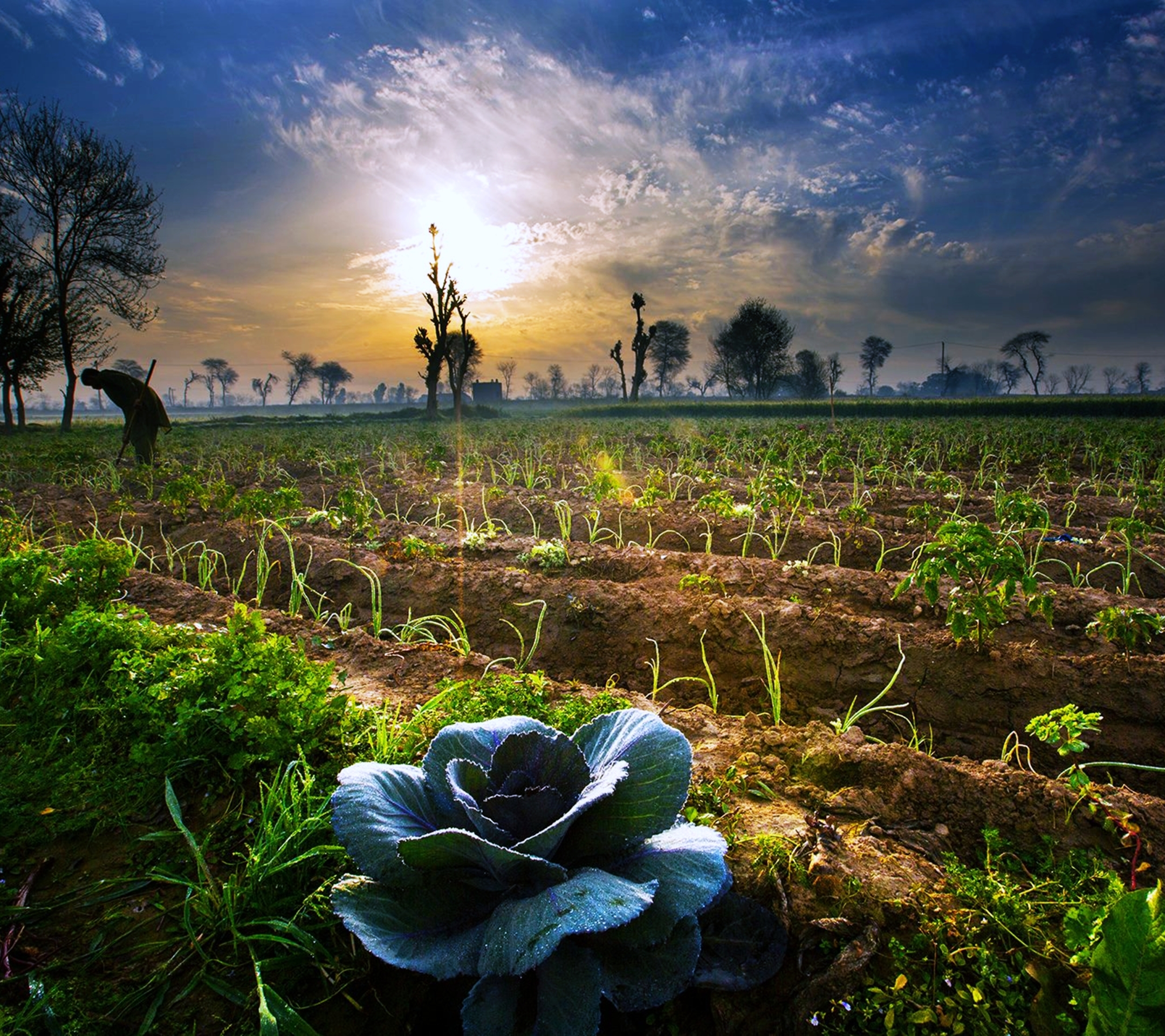 Free download wallpaper Landscape, Nature, Sky, Tree, Sunrise, Earth, Field, Pakistan on your PC desktop