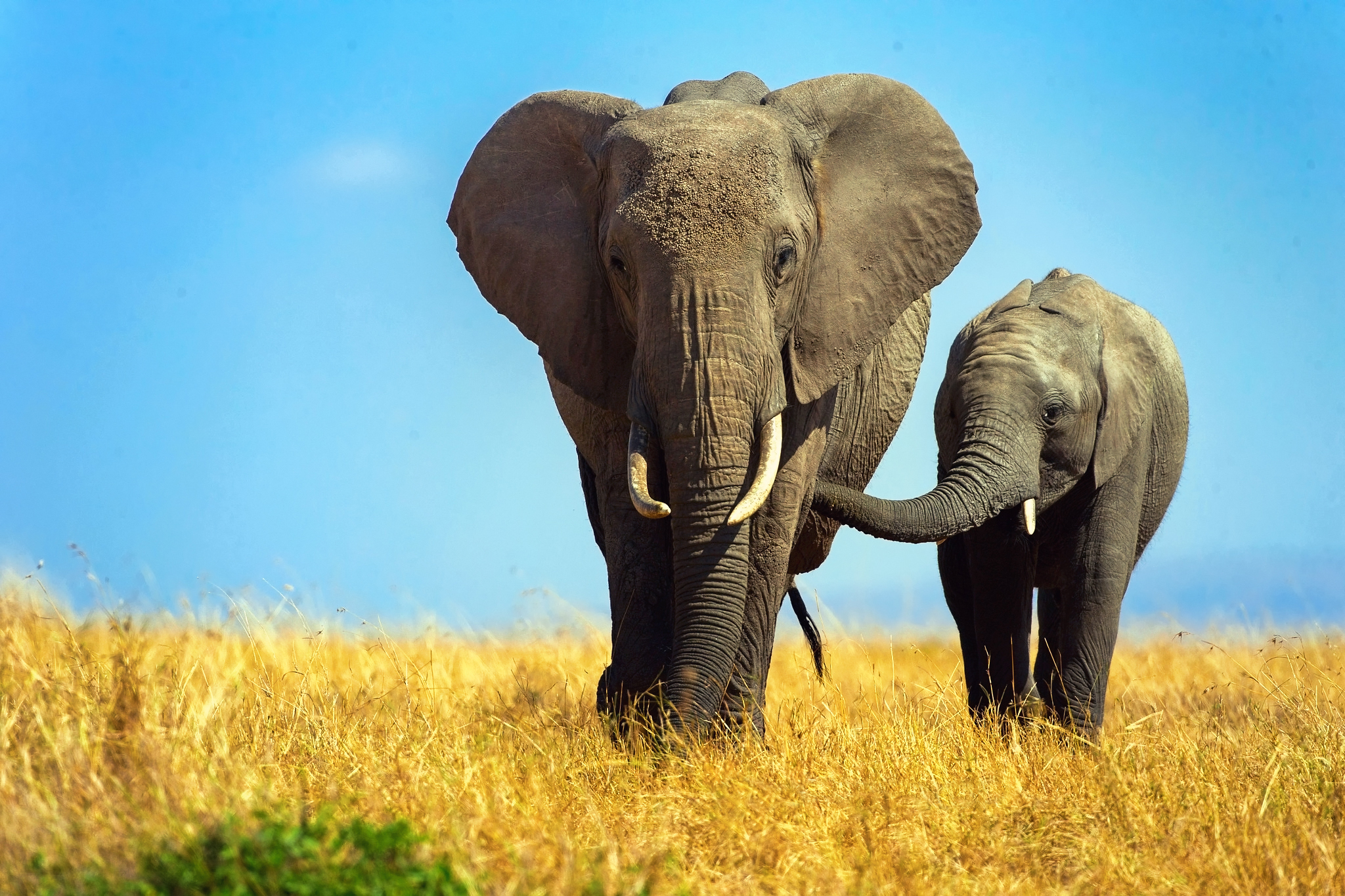 412354 Hintergrundbild herunterladen tiere, afrikanischer elefant, tierbaby, savanne, elefanten - Bildschirmschoner und Bilder kostenlos